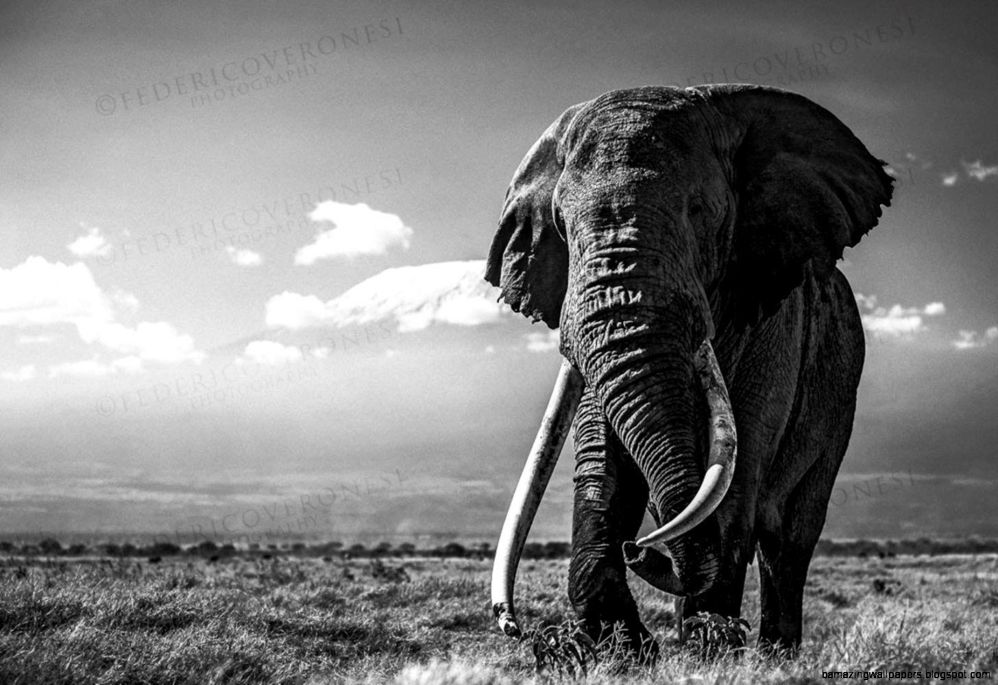 1456x1000 Elephant Black And White Photo 07884