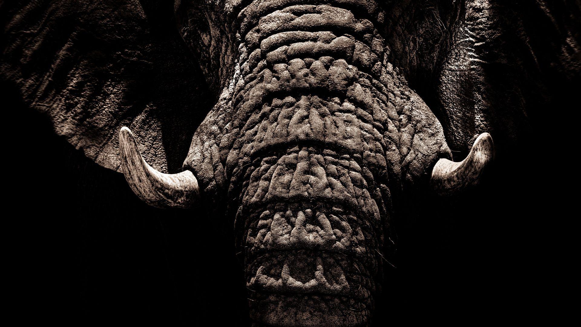 Dark Elephant Wallpapers - Top Free Dark Elephant Backgrounds