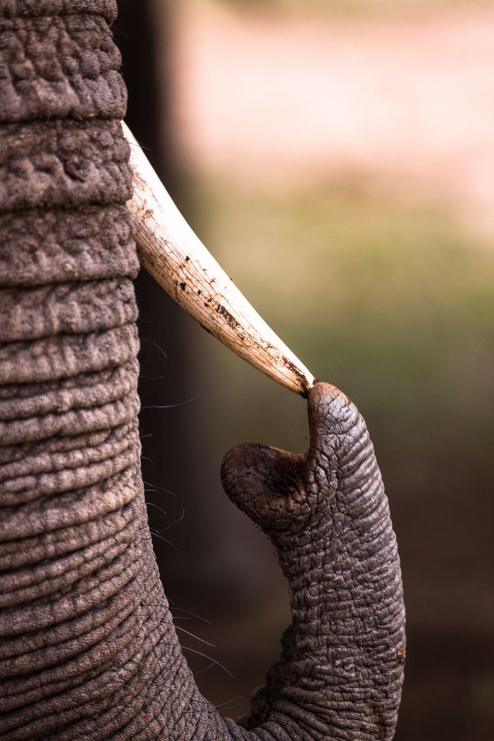 1000x1500 Elephant Picture [HD]. Download Free Image