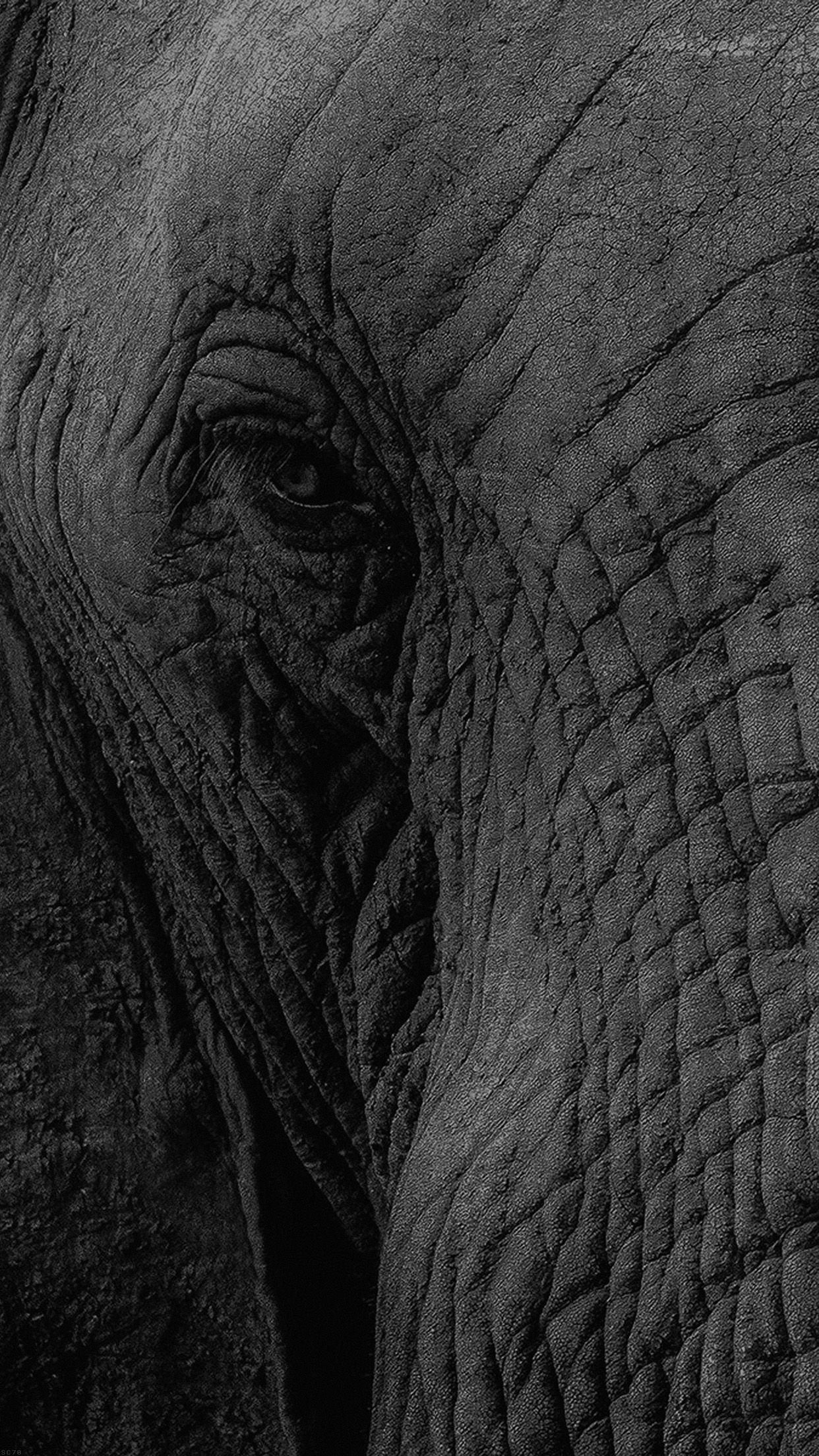 1242x2208 Elephant Eye Animal Nature Android wallpaper HD wallpaper