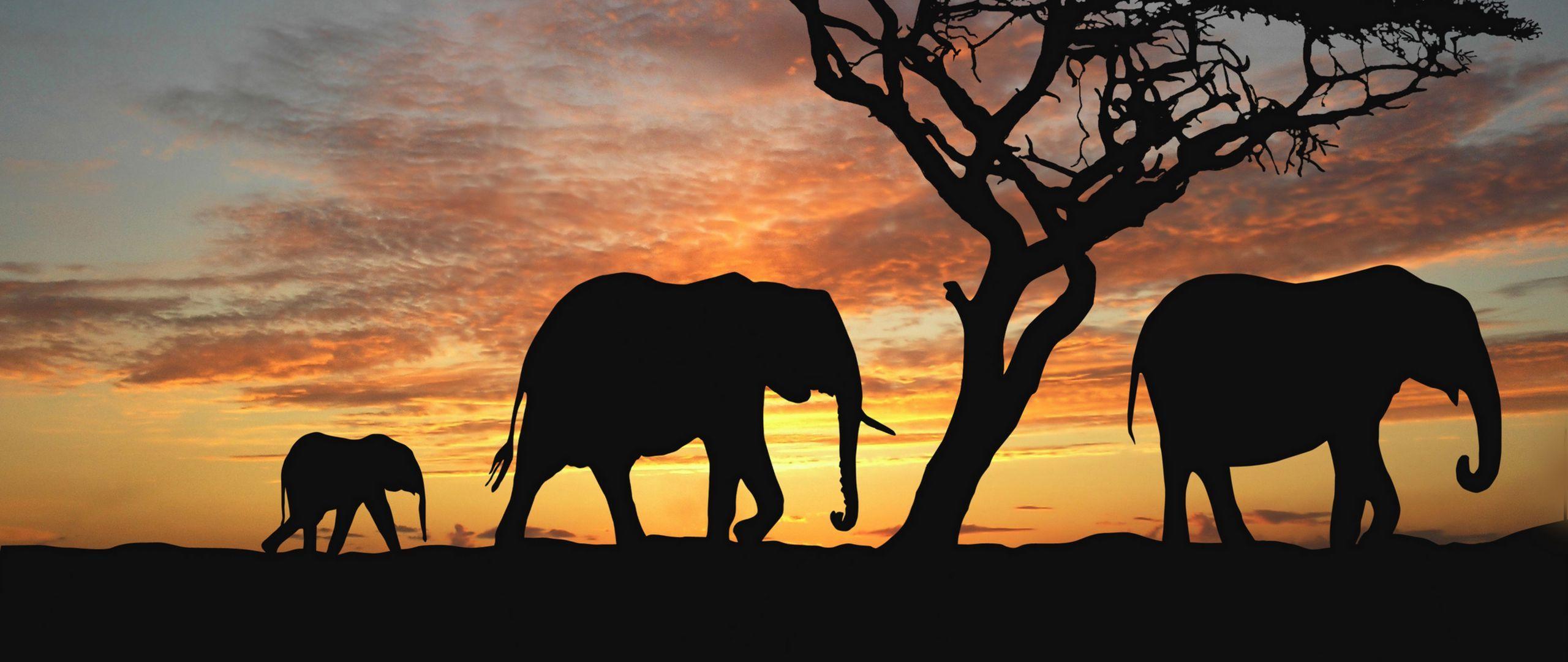2560x1080 Download wallpaper 2560x1080 elephants, cub, silhouette, walking, trees dual wide 1080p HD background
