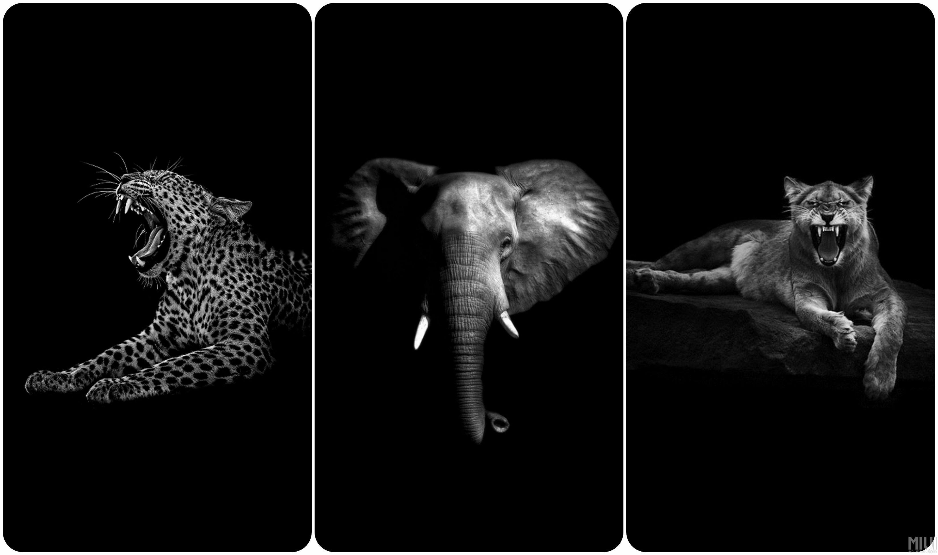 3280x1940 Daily Download: Animals on black wallpaper collection