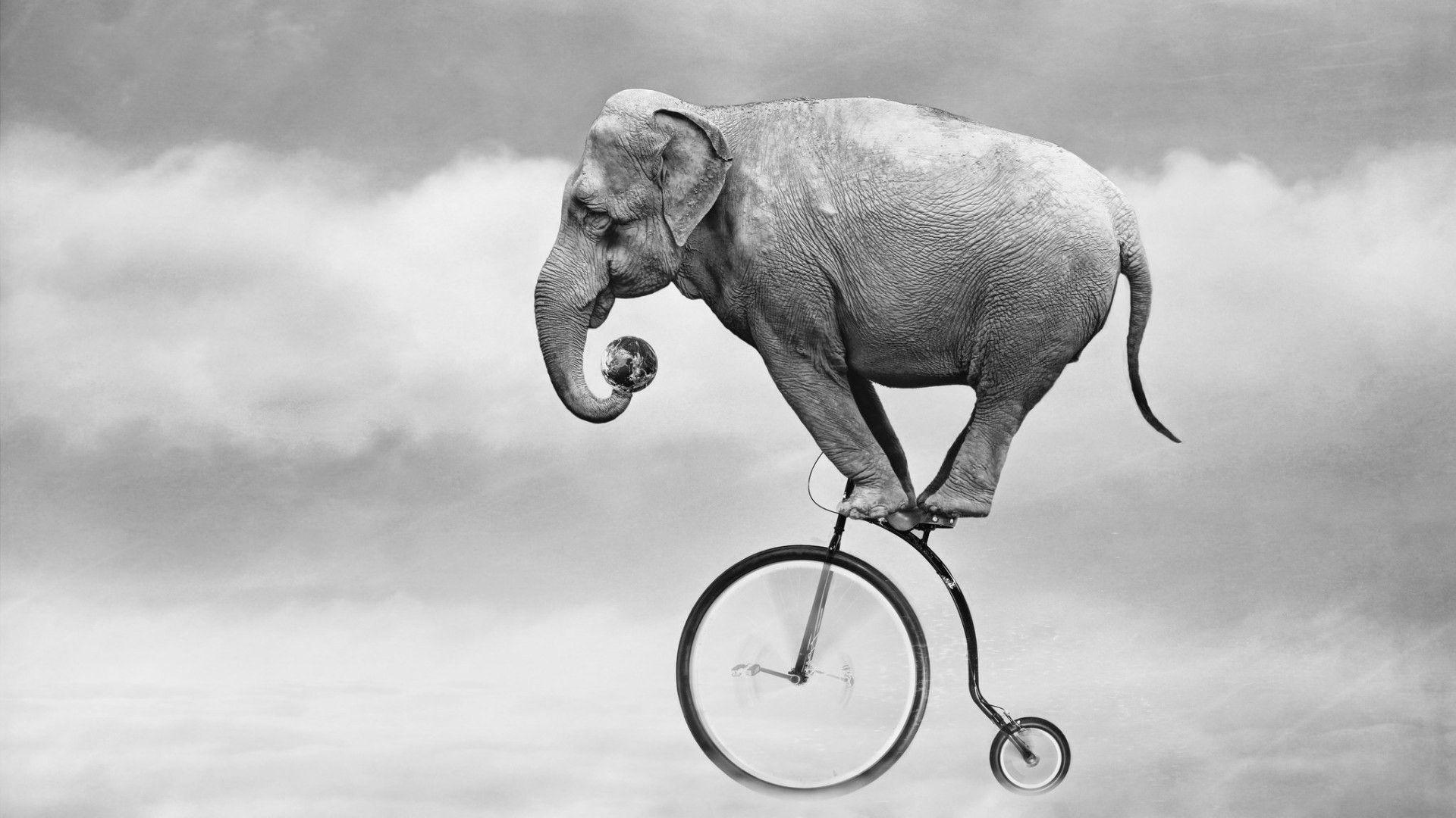 1920x1080 nature animals elephants bicycle humor monochrome earth clouds motion blur Wallpaper HD / Desktop and Mobile Background