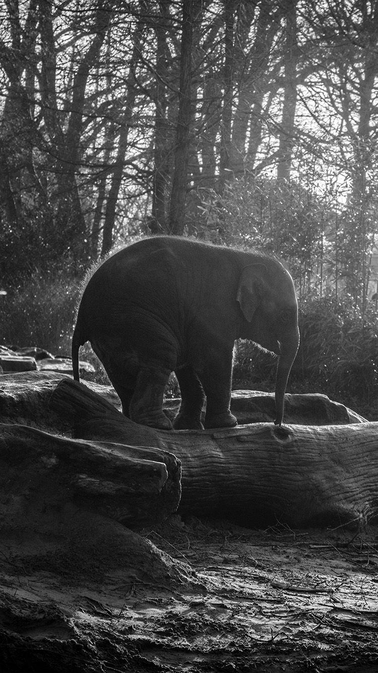 750x1334 Elephant Dark Bw Animal Cute Nature Baby