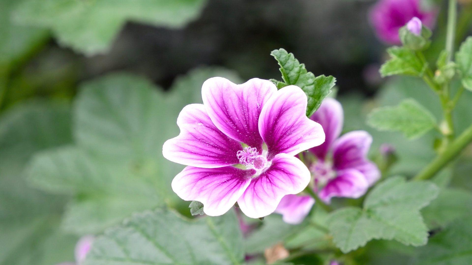 Velvet Flower Wallpapers Top Free Velvet Flower Backgrounds