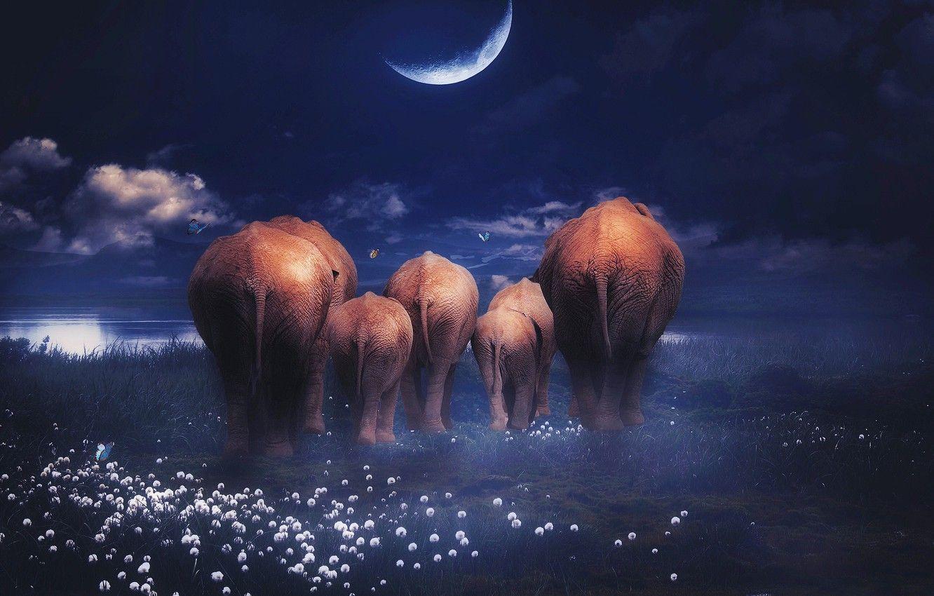 1332x850 Wallpaper clouds, butterfly, flowers, night, the dark background, rendering, the moon, shore, planet, family, art, elephants, pond, family, the herd, elephant image for desktop, section рендеринг