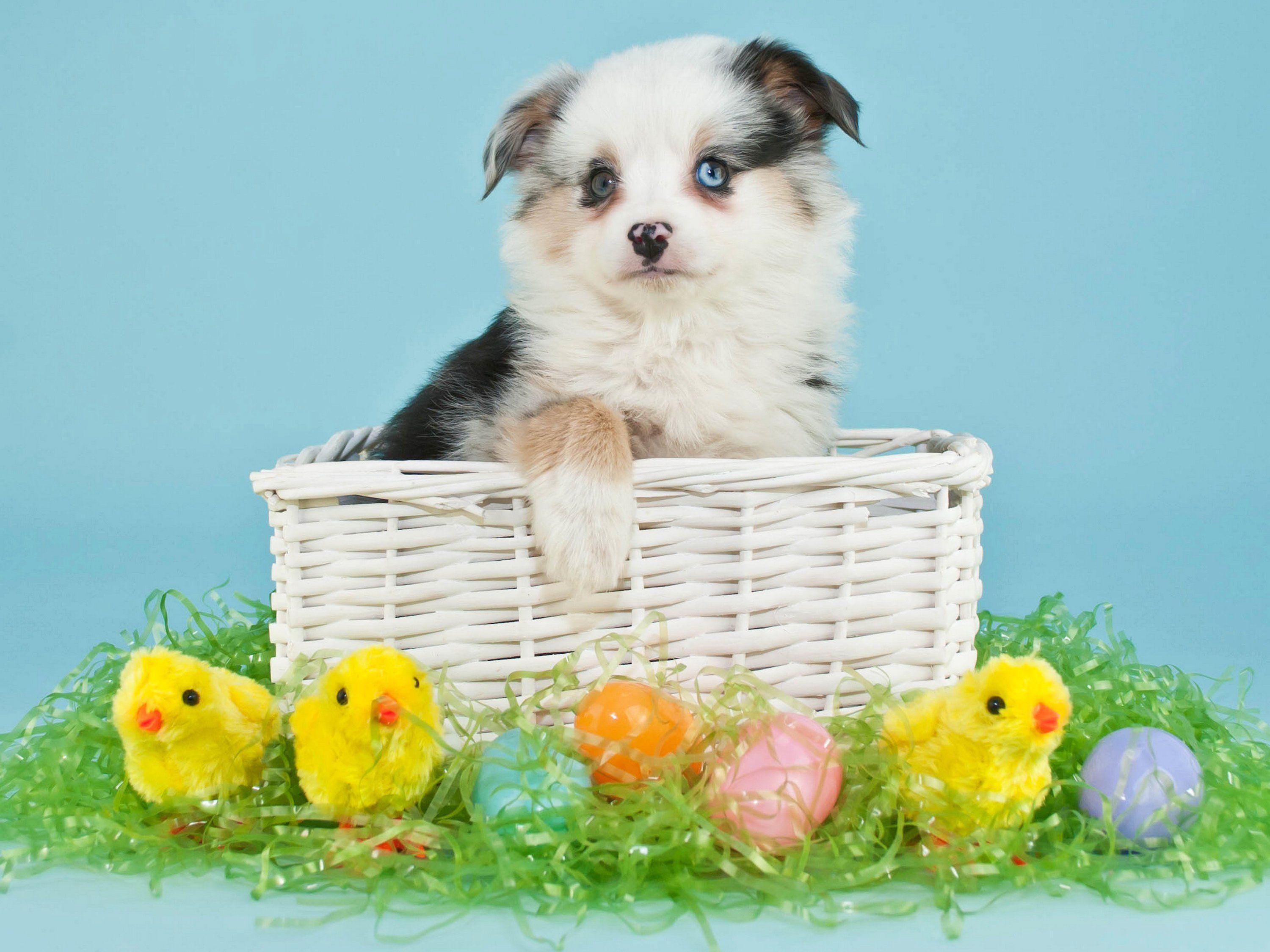 3000x2250 dogs, Holidays, Easter, Chickens, Puppy, Wicker, Basket, Eggs, Animals Wallpaper HD / Desktop and Mobile Background