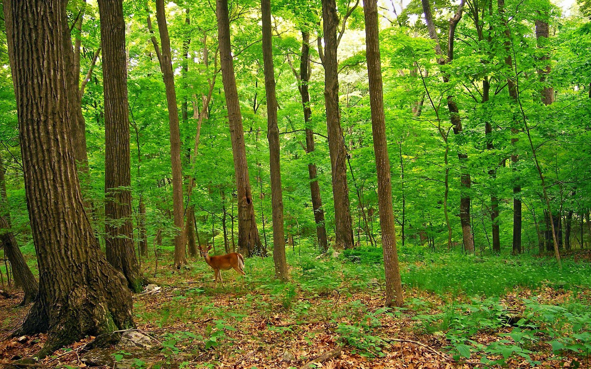 1920x1200 Deer In The Forest Wallpaper Deers Animals Wallpaper in jpg format for free download