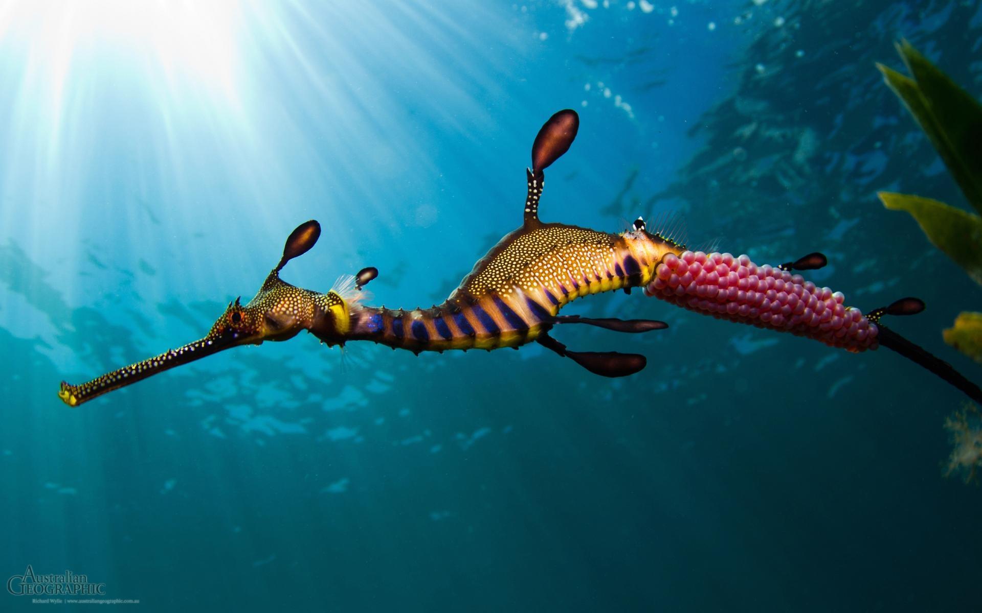 1920x1200 Ocean Animals Wallpaper