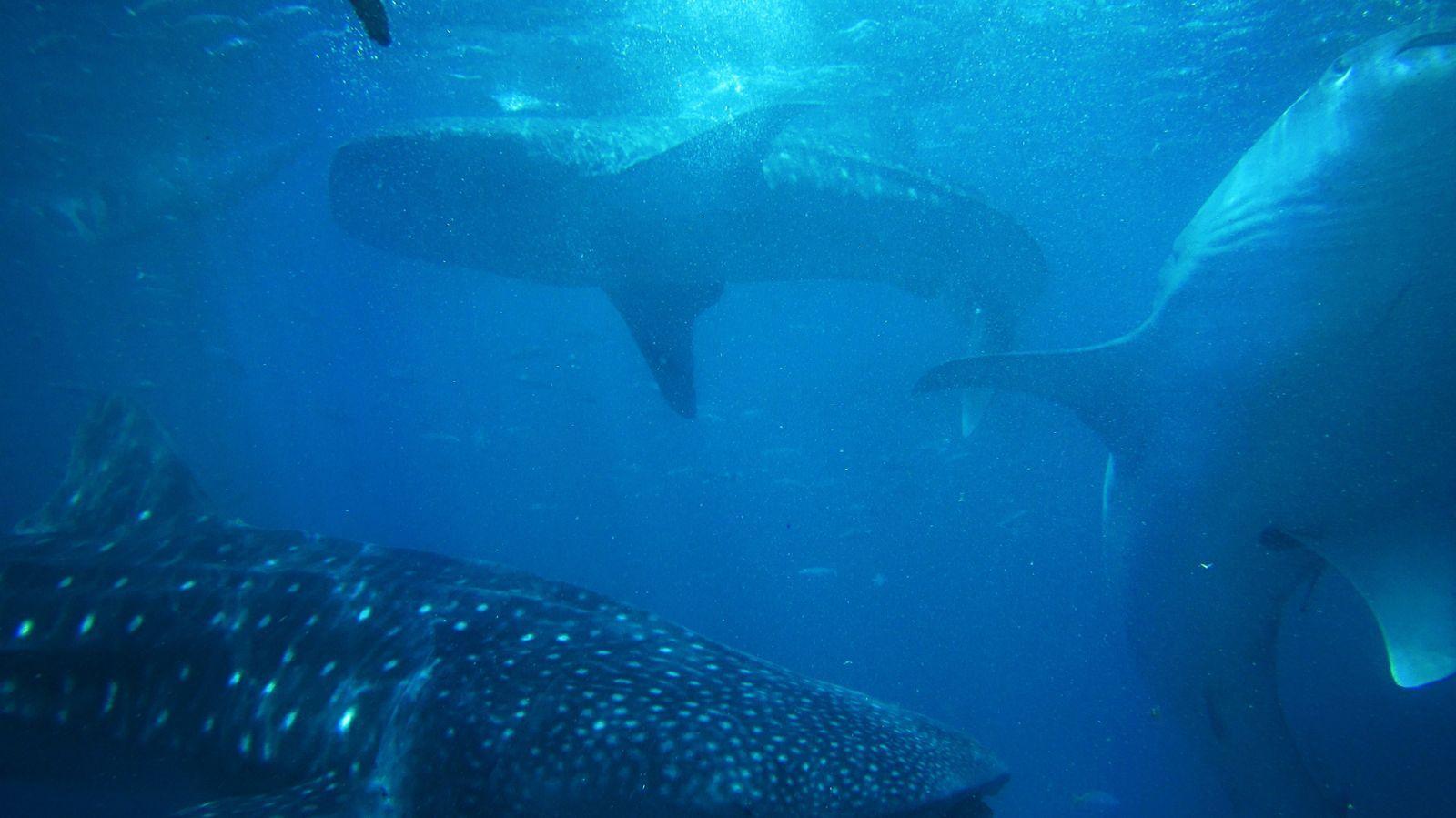 1600x899 Sea Ocean Animals Wallpaper.com. Best High Quality Wallpaper