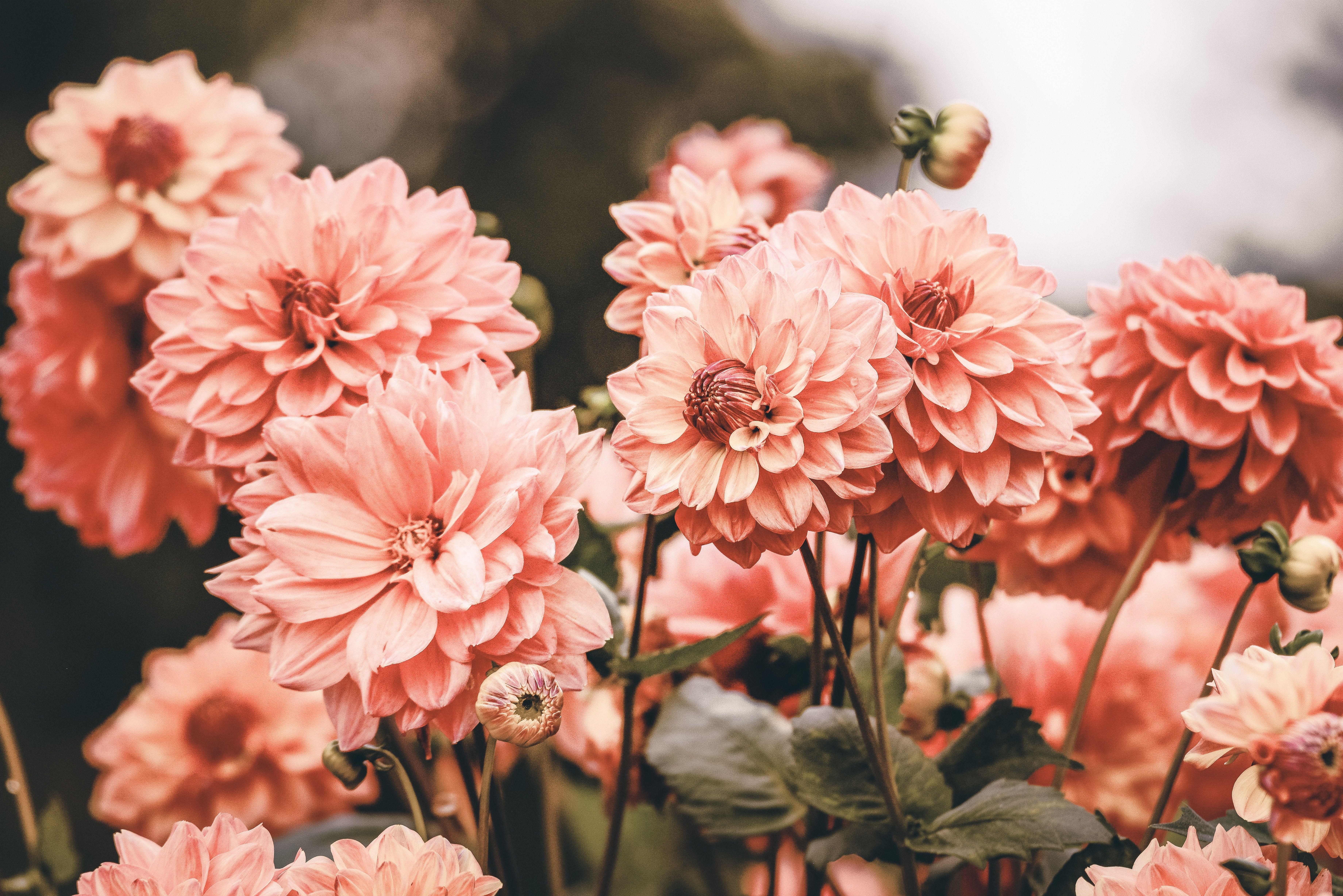 7360x4912 7360x4912 #stem, #botanical, #Public domain image, #leaf, #color, #petal, #colour, #pink, #spring, #wallpaper, #wildflower, #nature, #flower, #outdoor, #floral. Mocah.org HD Desktop Wallpaper