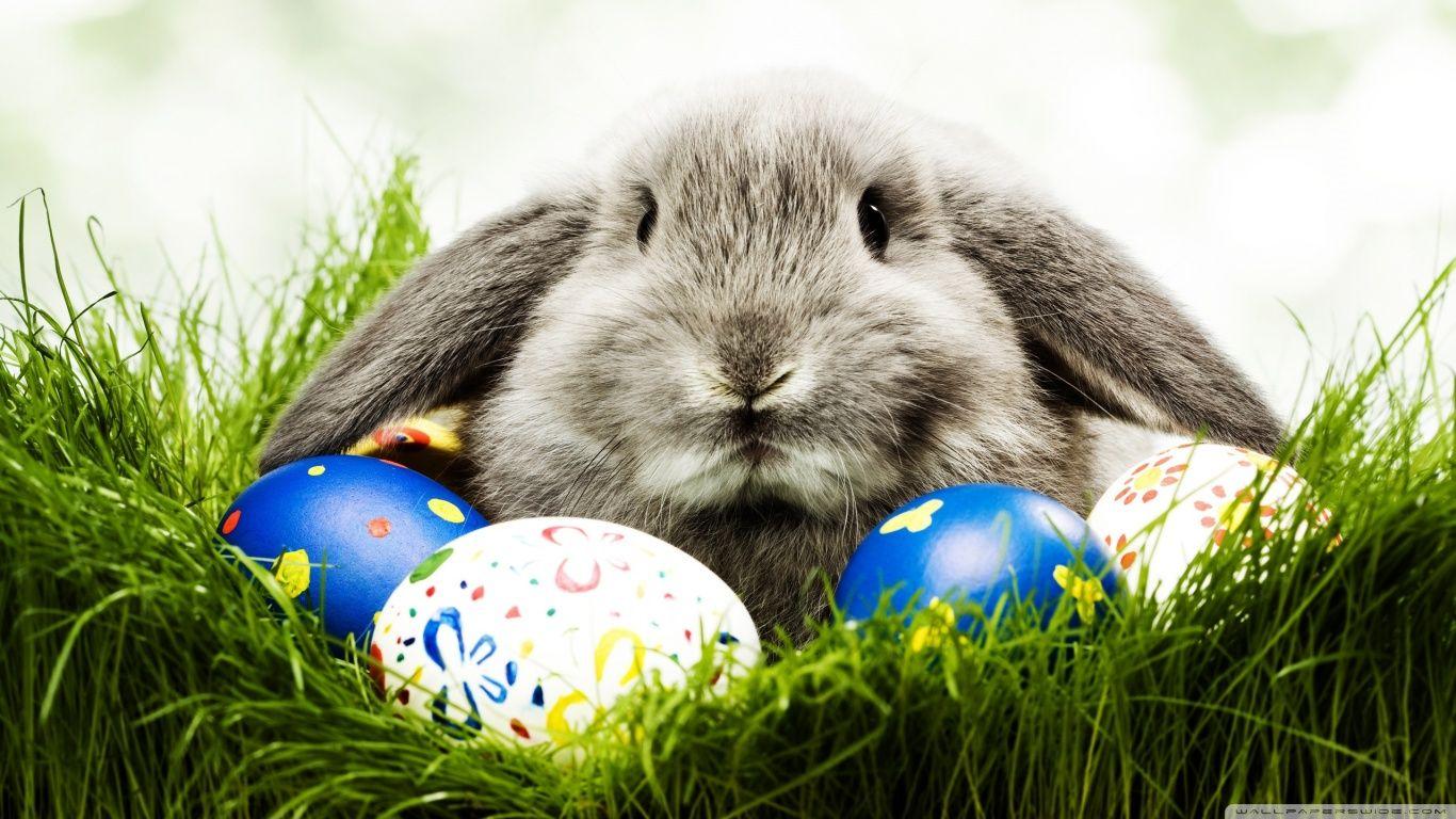 1366x768 Easter Bunny HD Wallpaper