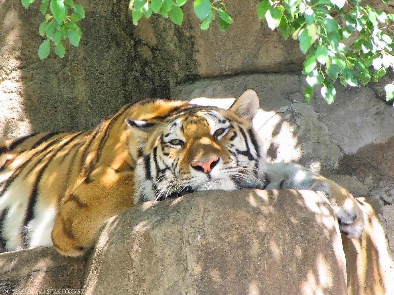 1280x960 Tiger Wallpaper (1280×960). Animal Wallpaper, Zoo Animals, Animals