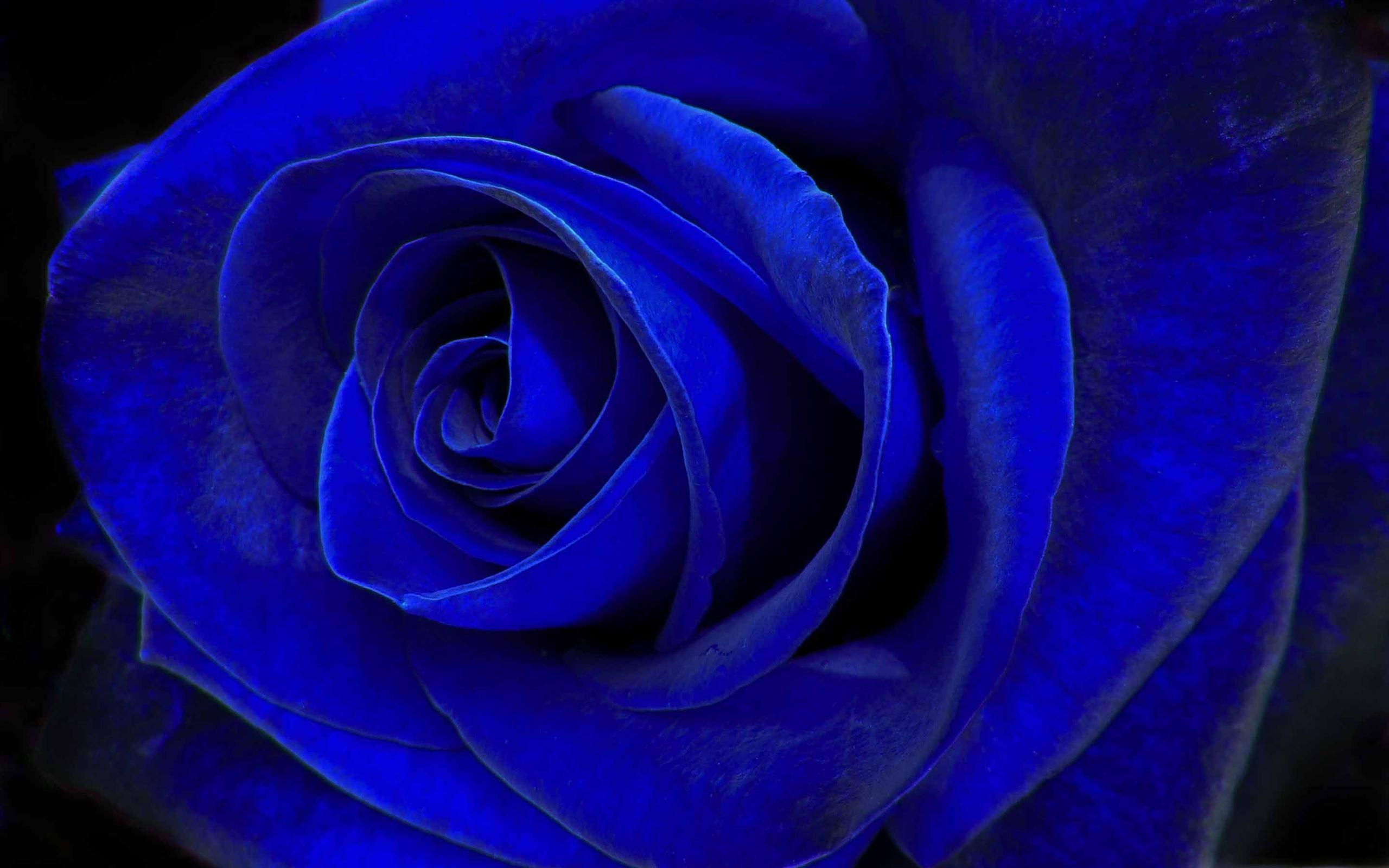 2560x1600 Blue Velvet Mac Wallpaper Download