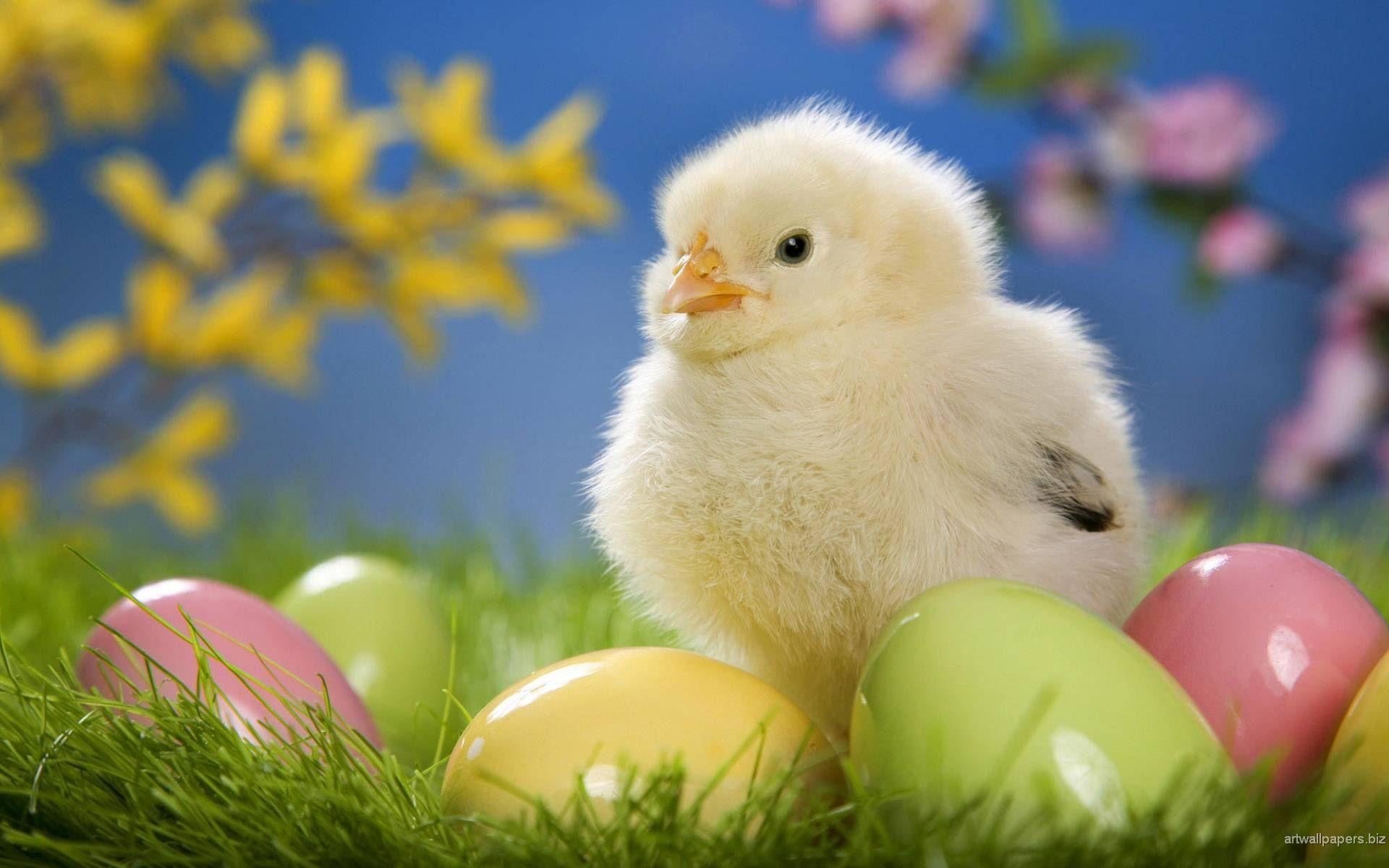 1920x1200 beautiful image wallpaper, Happy easter picture, Chicken wallpaper