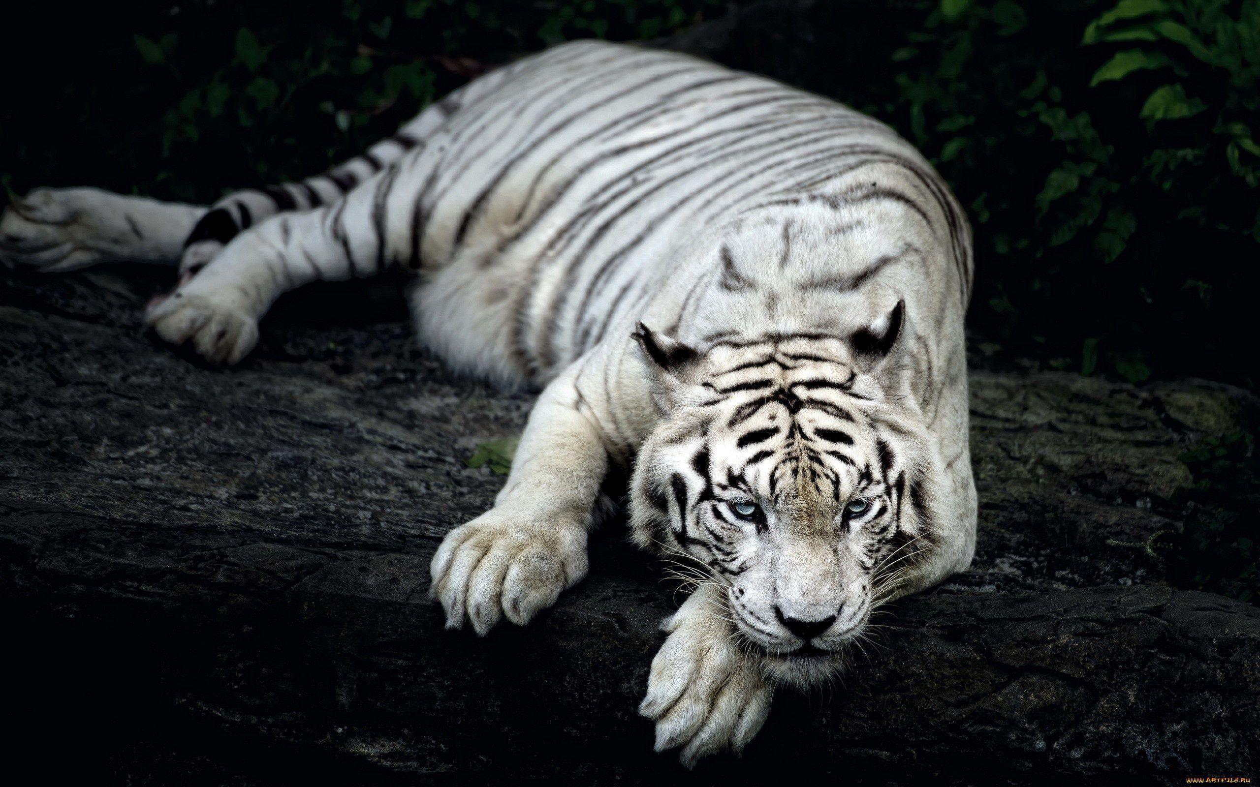 2560x1600 White Tiger Animal Wallpaper in jpg format for free download