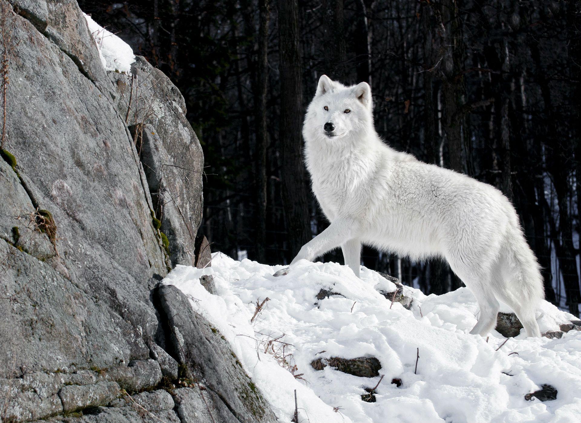 1920x1397 Wolves White Animals wolf wallpaperx1397