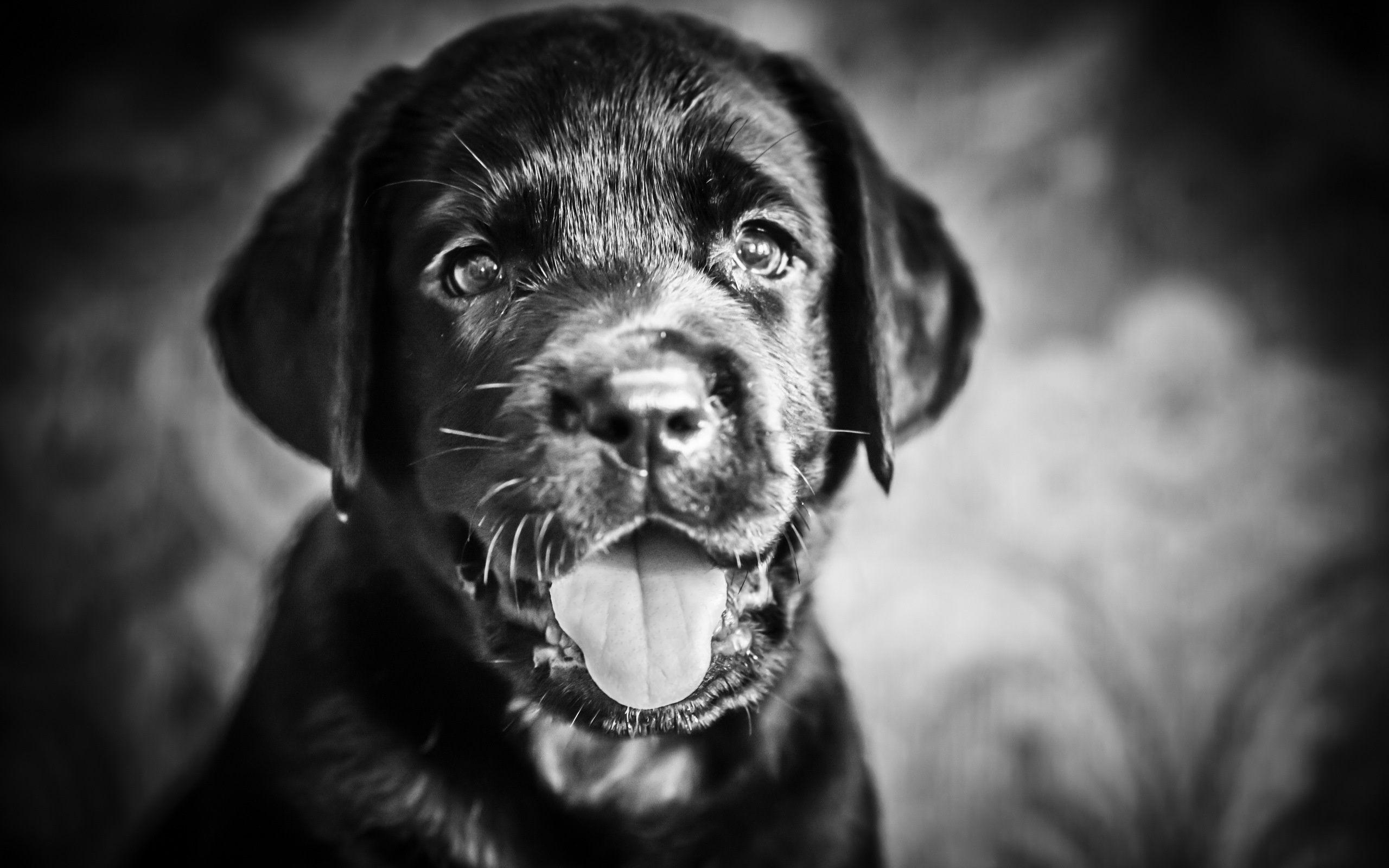 2560x1600 Dog Computer Wallpaper, Desktop Backgroundx1600