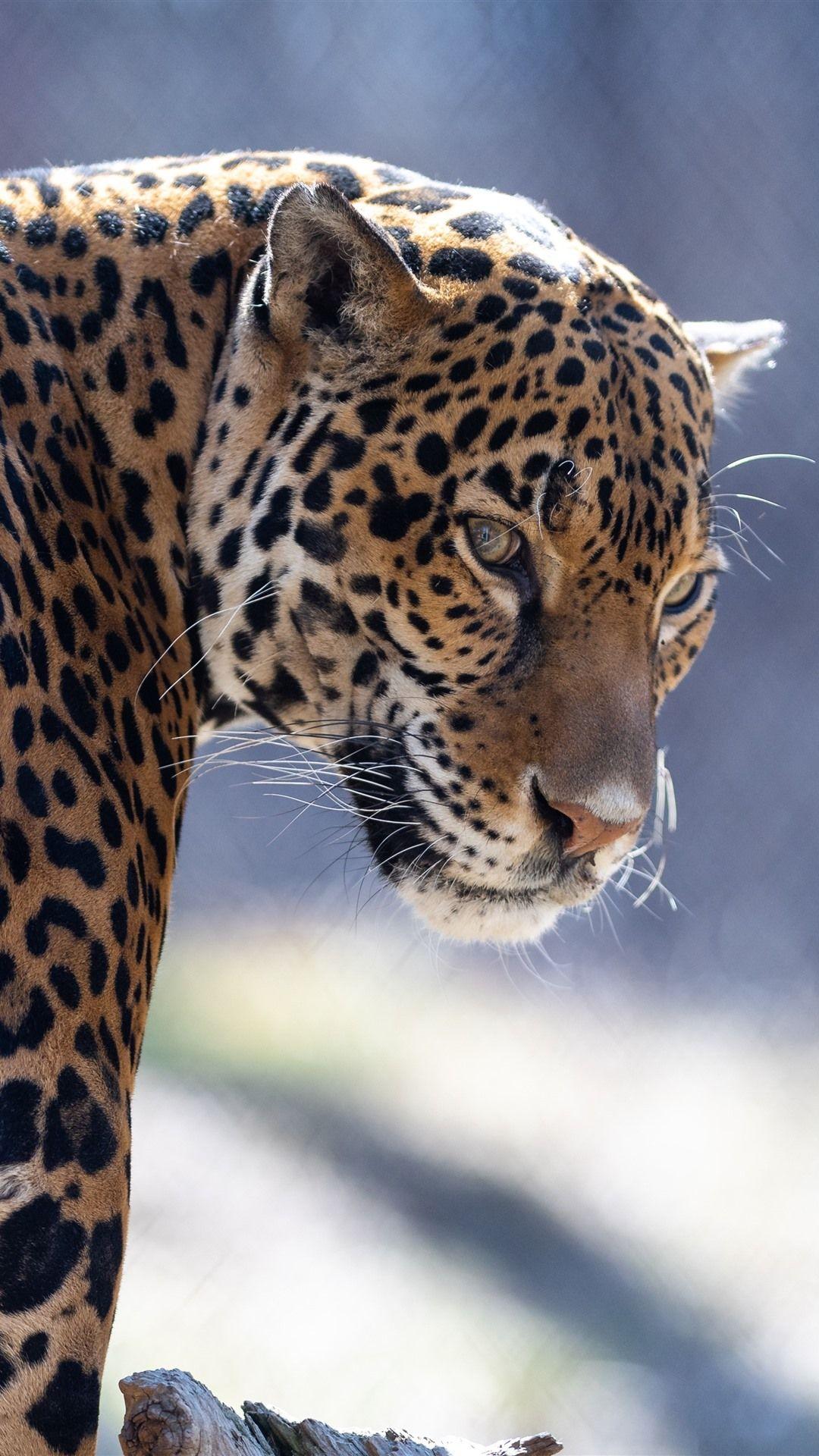 1080x1920 Zoo Animal, Jaguar, Look Back 1242x2688 IPhone 11 Pro XS Max Wallpaper, Background, Picture, Image