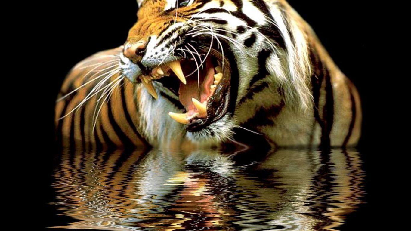 1366x768 Zoo Animal Wallpaper To Liven Up Your Desktop!. Zoo animals, Animals, Tiger roaring