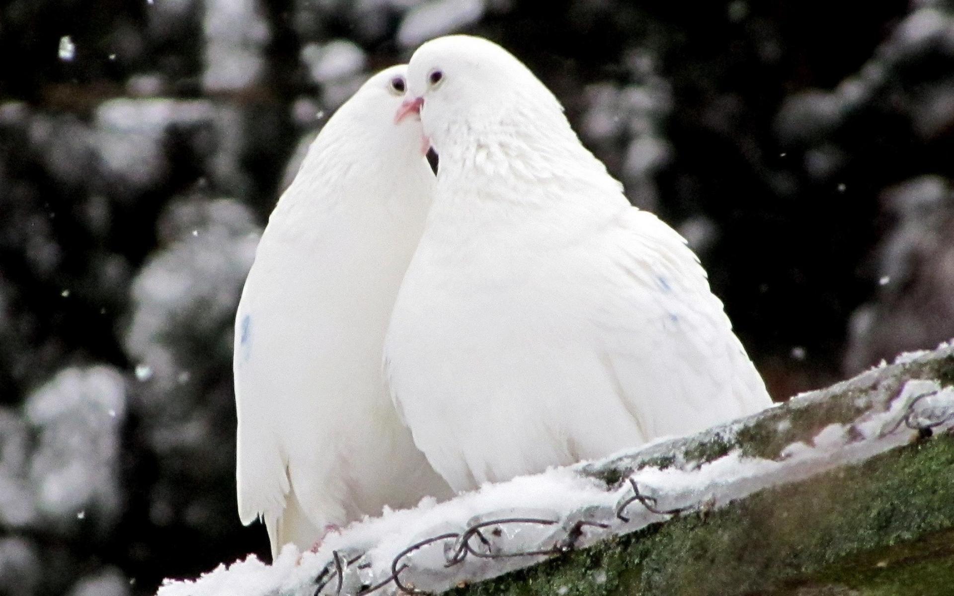 White Animals Wallpapers Top Free White Animals Backgrounds