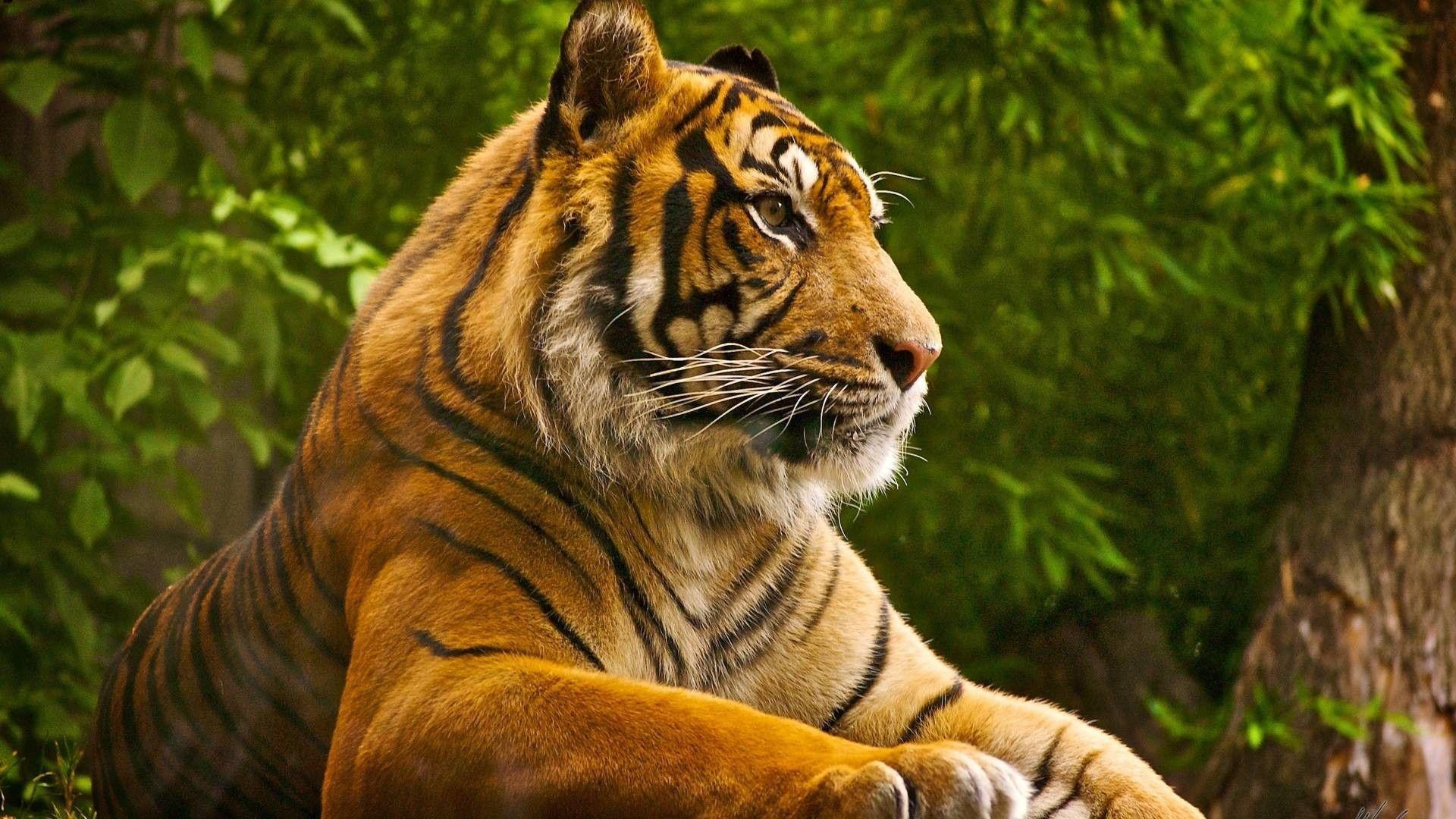 1920x1080 Zoo Animals Wallpaper