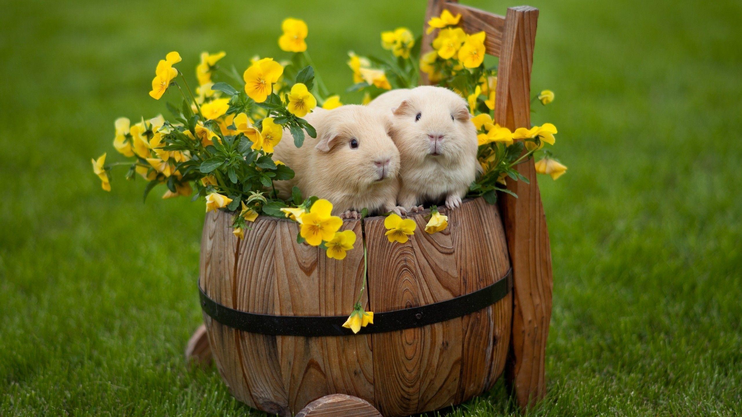 2560x1440 Happy Easter Rabbits HD Wallpaper