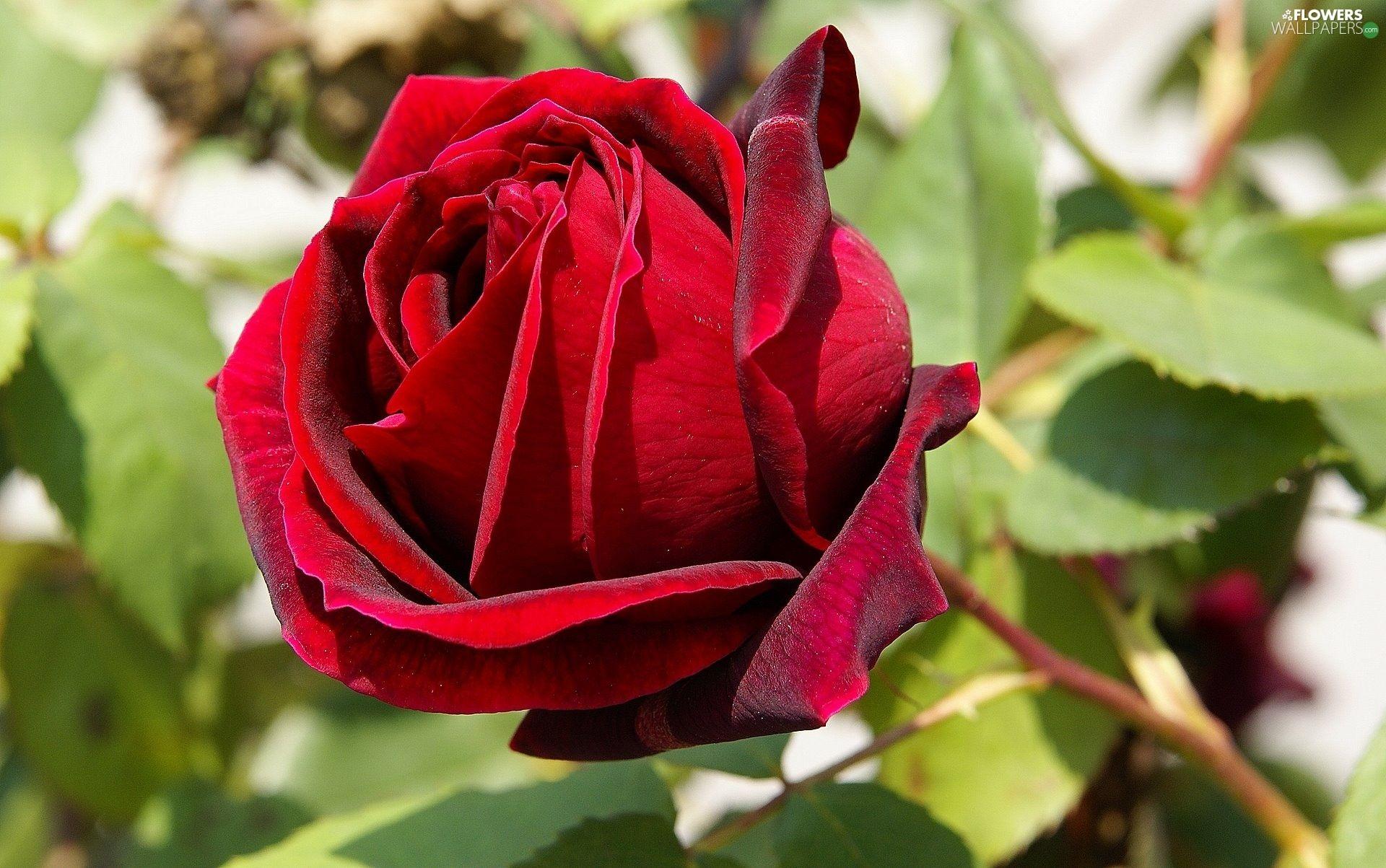 Velvet Flower Wallpapers - Top Free Velvet Flower Backgrounds