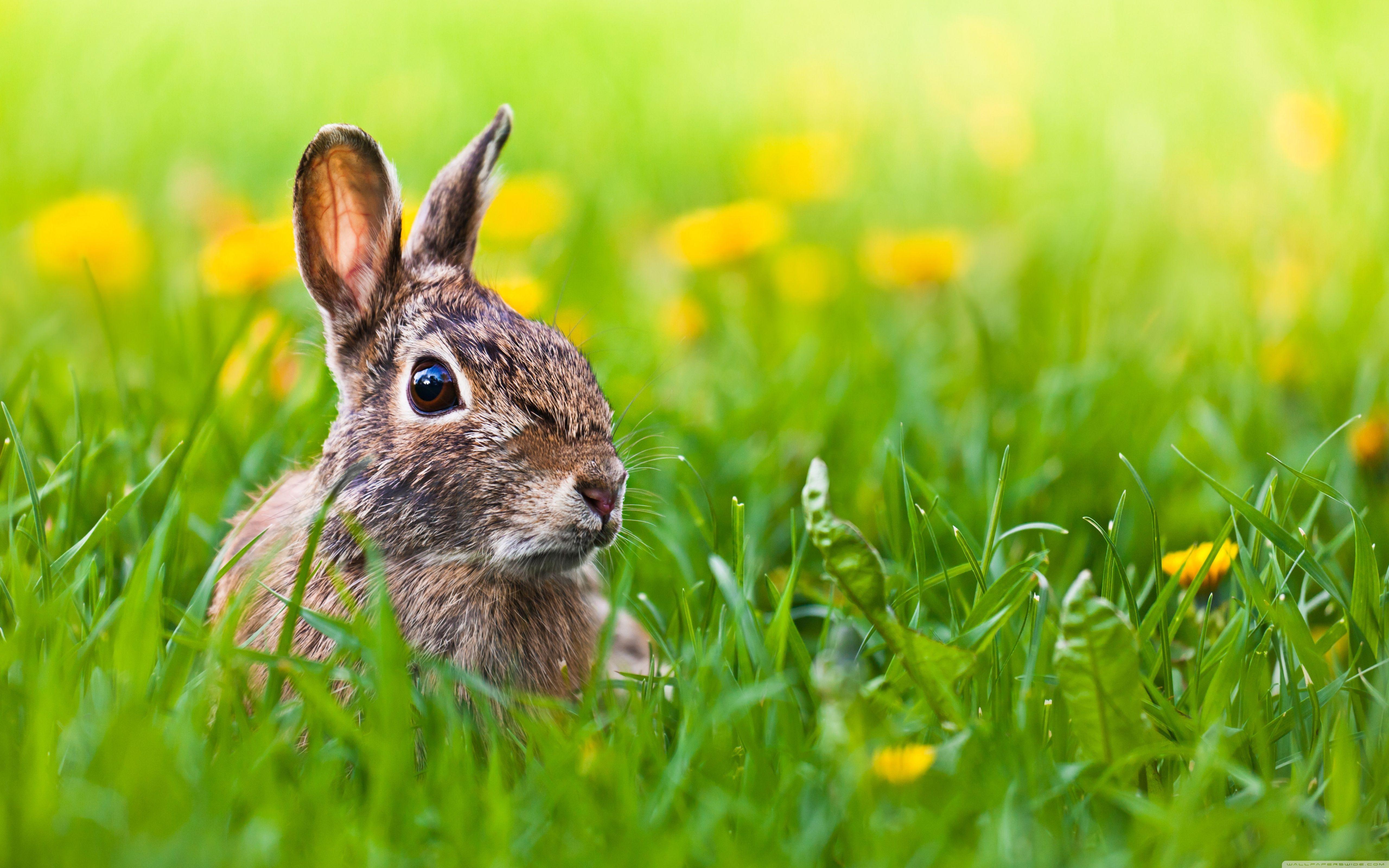 5120x3200 Easter Bunny Ultra HD Desktop Background Wallpaper for 4K UHD TV : Widescreen & UltraWide Desktop & Laptop : Tablet
