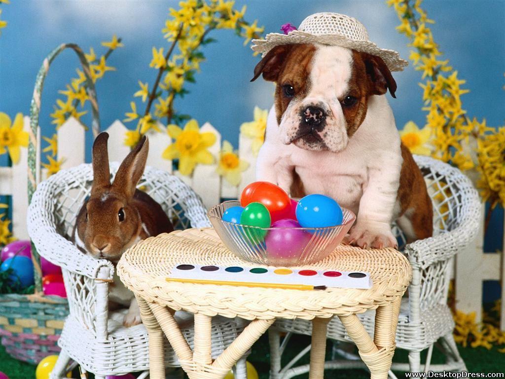 1024x768 Party Animals Wallpaper