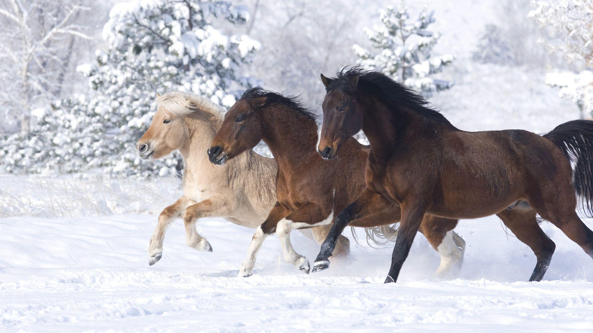 1920x1080 Free download Brown Horse Wallpaper Desktop Wallpaper [1920x1080] for your Desktop, Mobile & Tablet. Explore Christmas Horses Wallpaper for Computer. Christmas Desktop Free Holiday Wallpaper, Christmas Desktop Free Theme