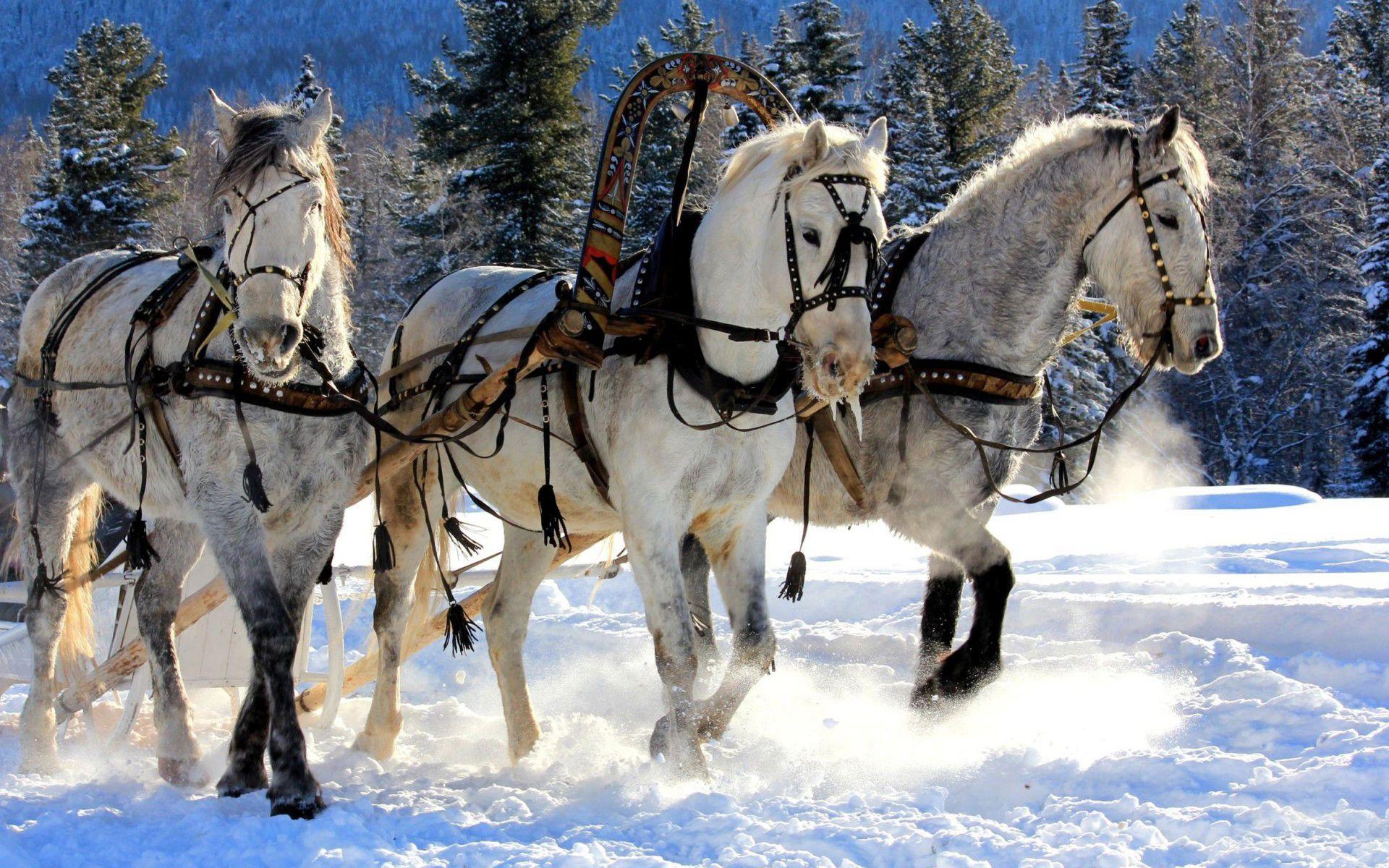 1920x1200 Christmas Horse Wallpaper