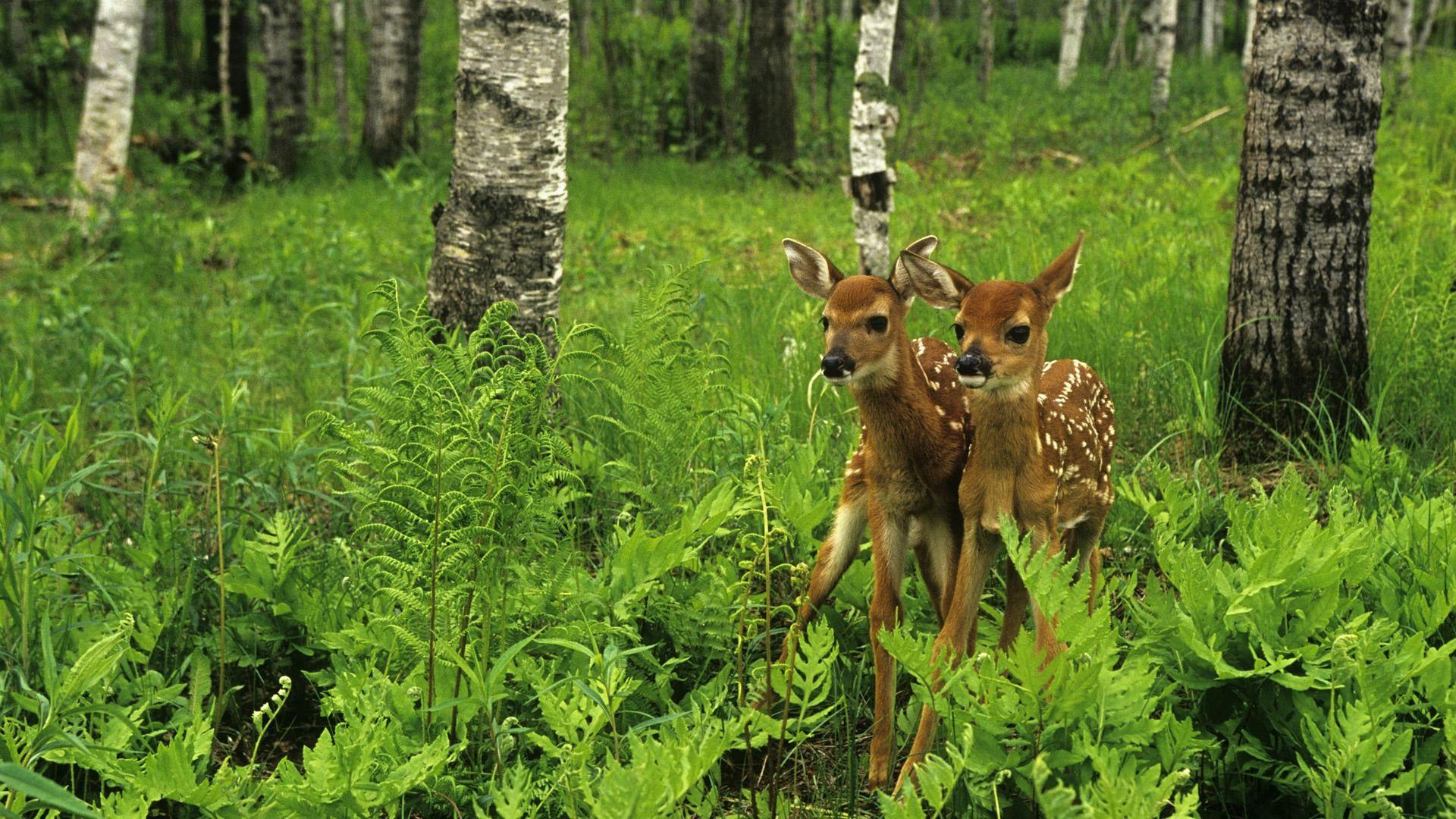 1920x1080 Forest Animals And Trees