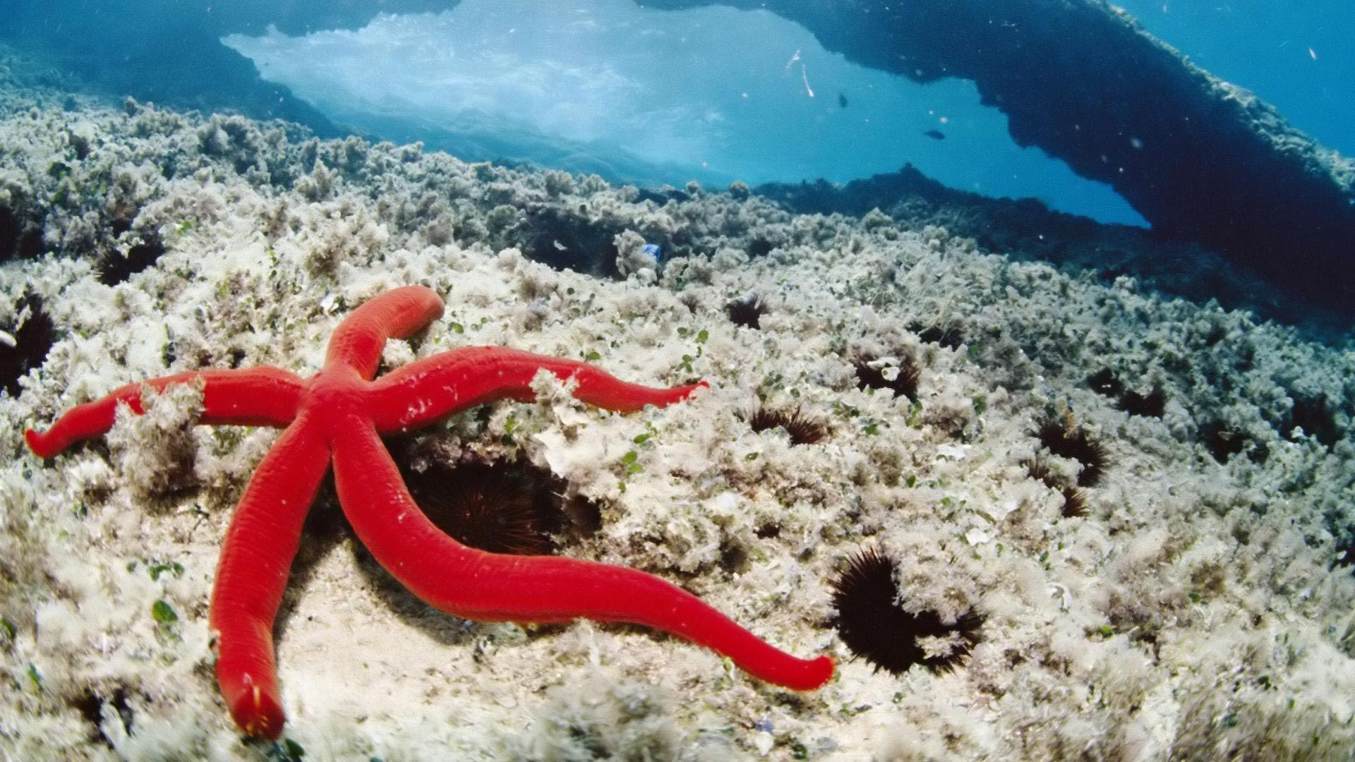 1920x1080 Animals Wallpaper: Ocean Animals. Ocean animals, Underwater wallpaper, Underwater life