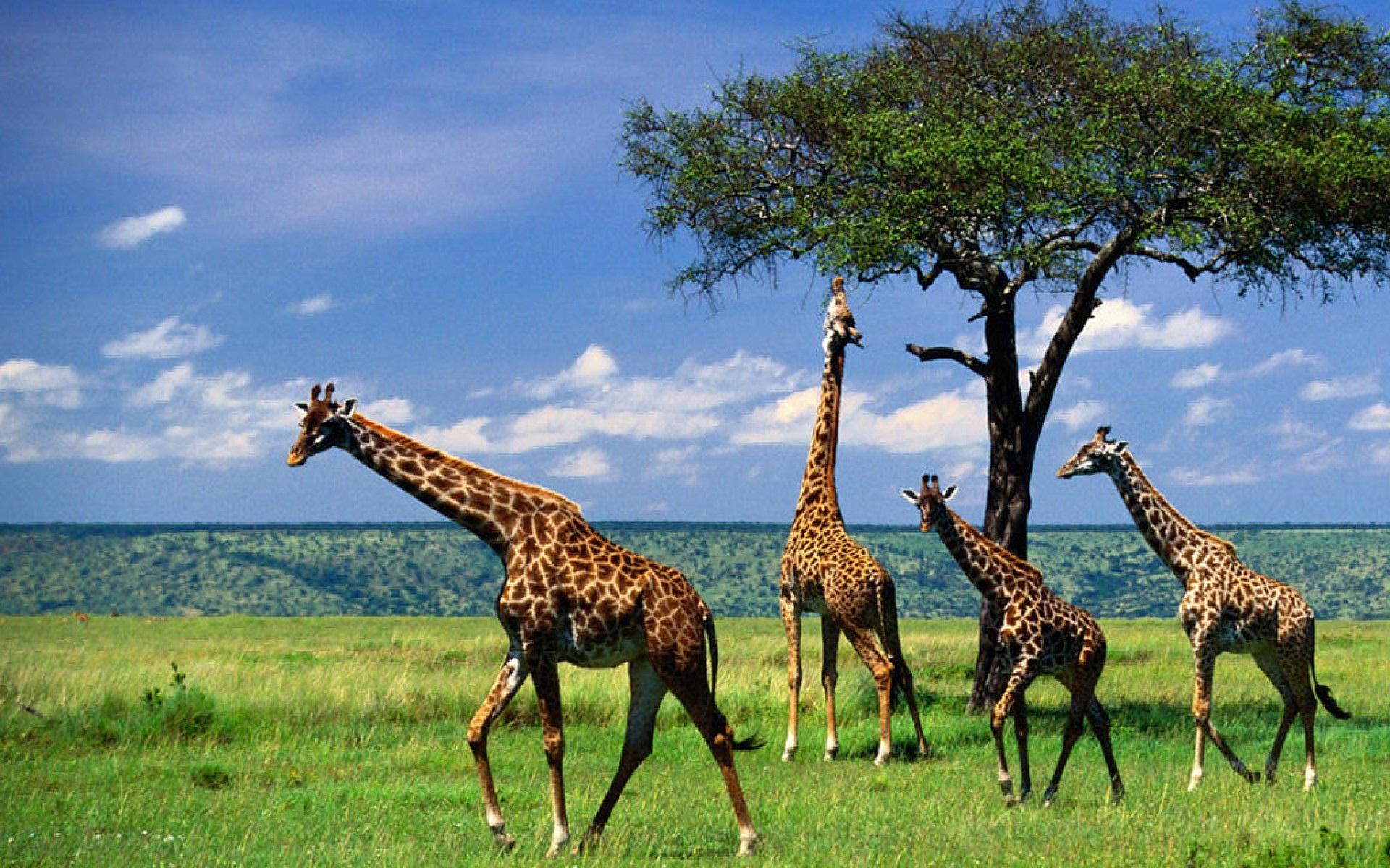 1920x1200 Giraffe In Forest Amazing Animal Wallpaper. HD Wallpaper Rocks