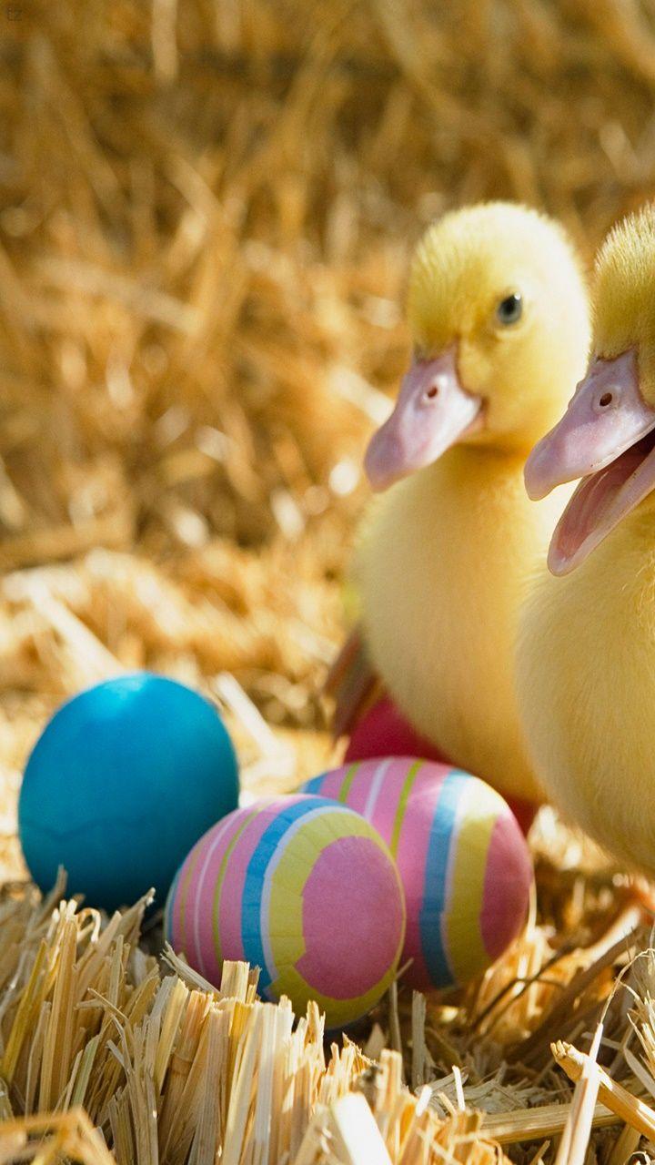 Easter Animal Wallpapers - Top Free Easter Animal Backgrounds ...