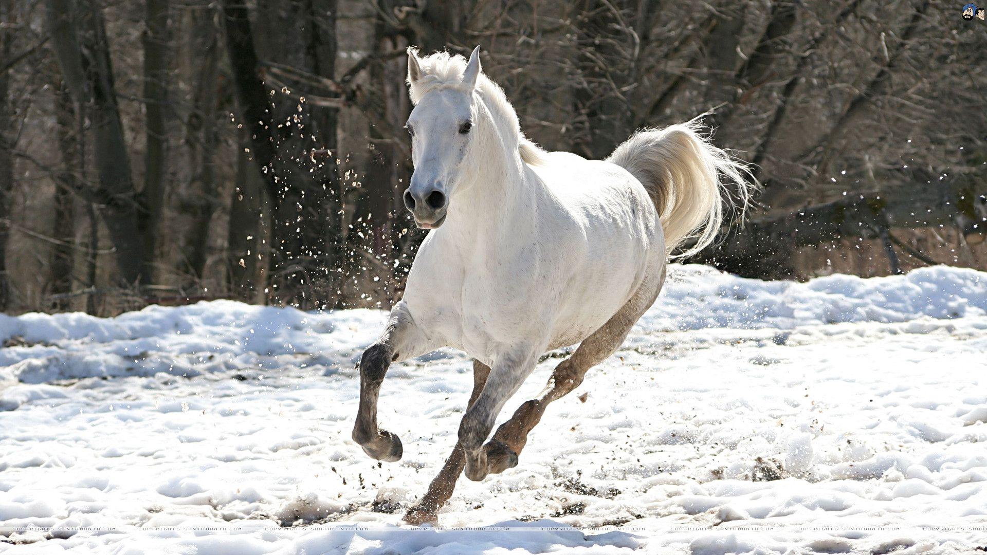 1920x1080 Horse Wallpaper