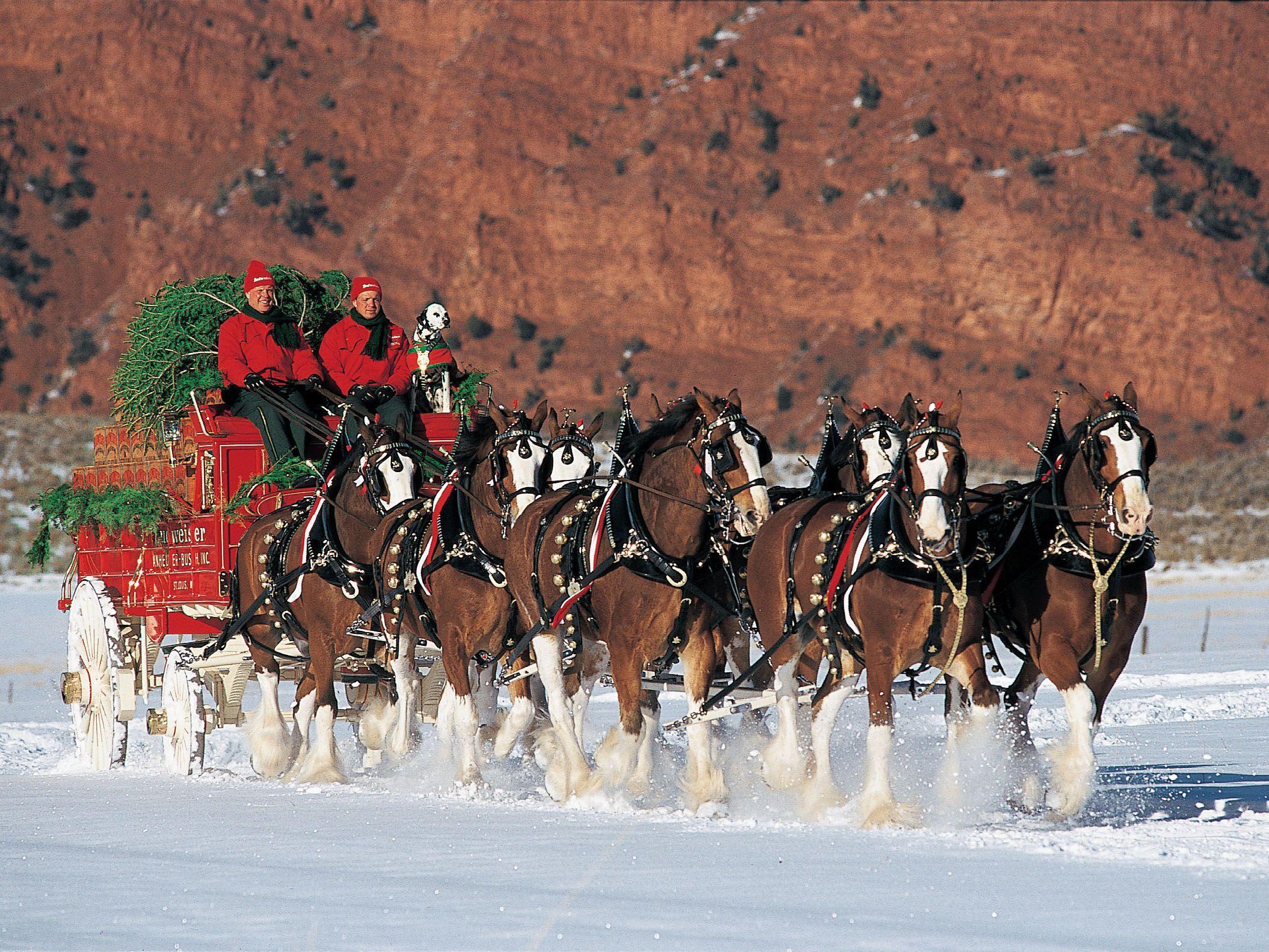 Christmas Horse Wallpapers - Top Free Christmas Horse Backgrounds ...