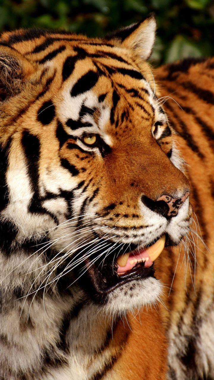 720x1280 Tiger, predator, zoo, animal, 720x1280 wallpaper. Animal wallpaper, Animals, Wallpaper image hd