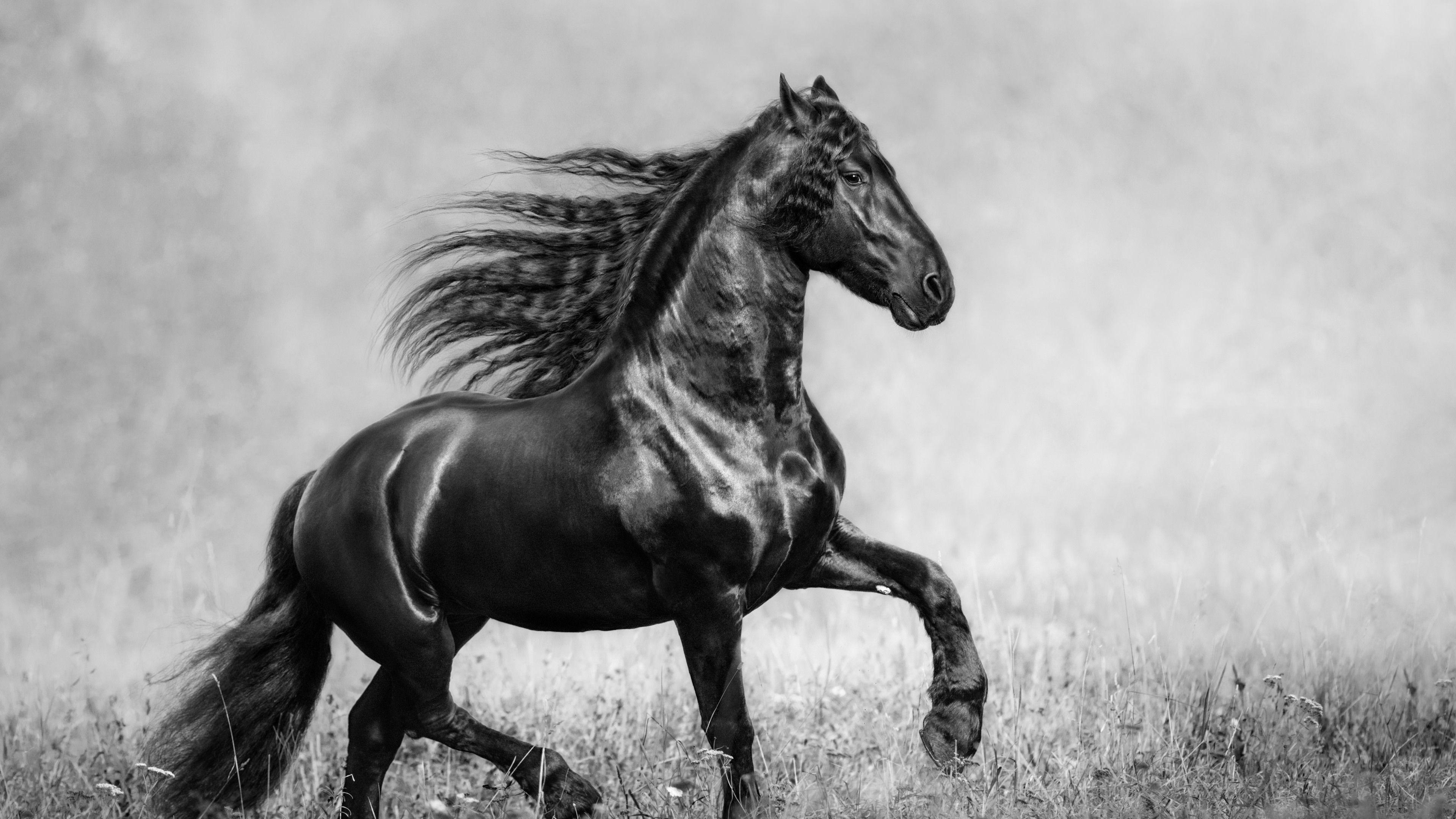 3840x2160 Wallpaper 4k Horse Black And White 4k animals wallpaper, black and white wallpaper, horse wallpaper, monochrome wallpaper