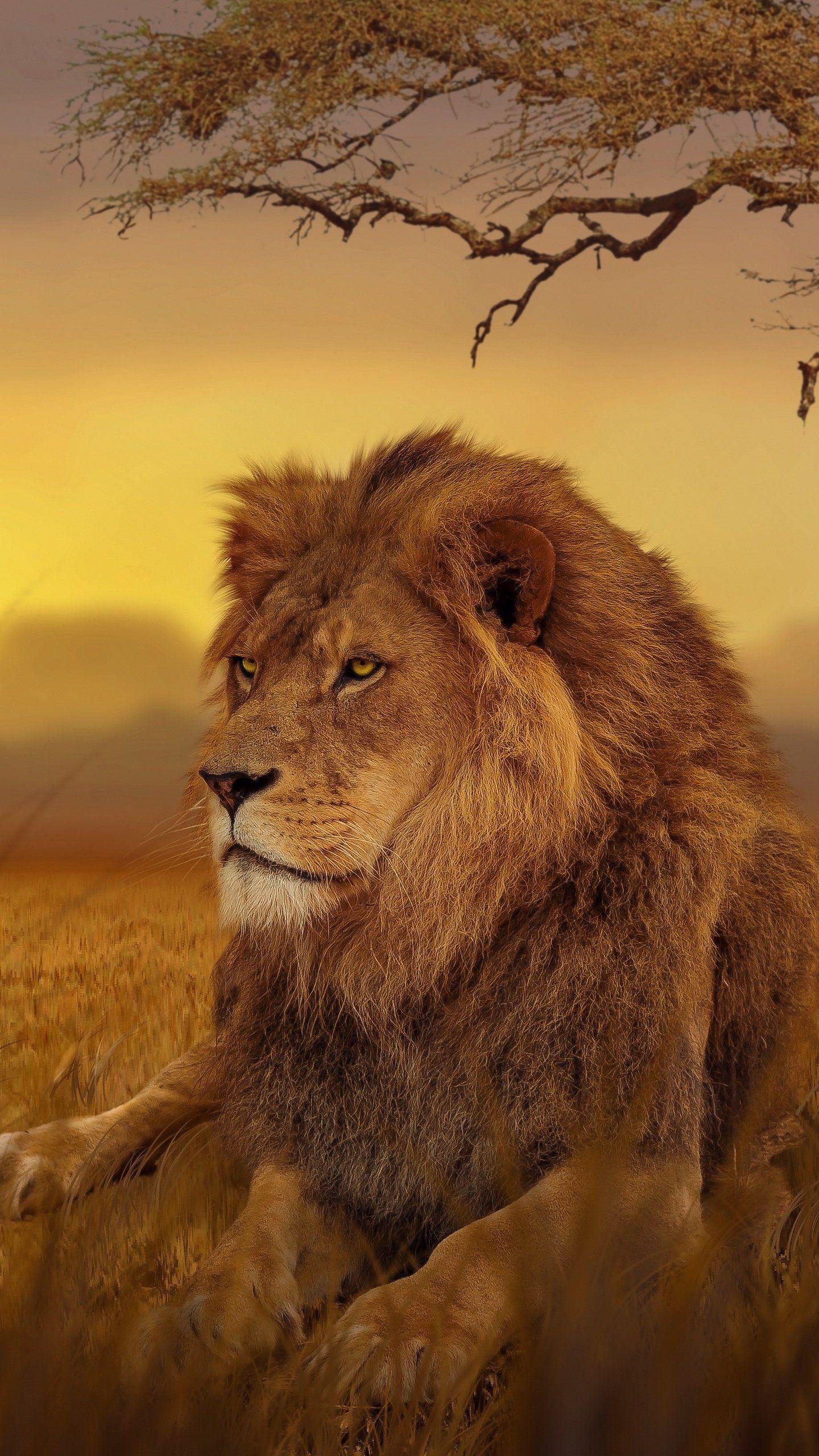 1440x2560 Lion Forest 5K, HD Animals Wallpaper Photo and Picture. World lion day, Animals, Animal wallpaper