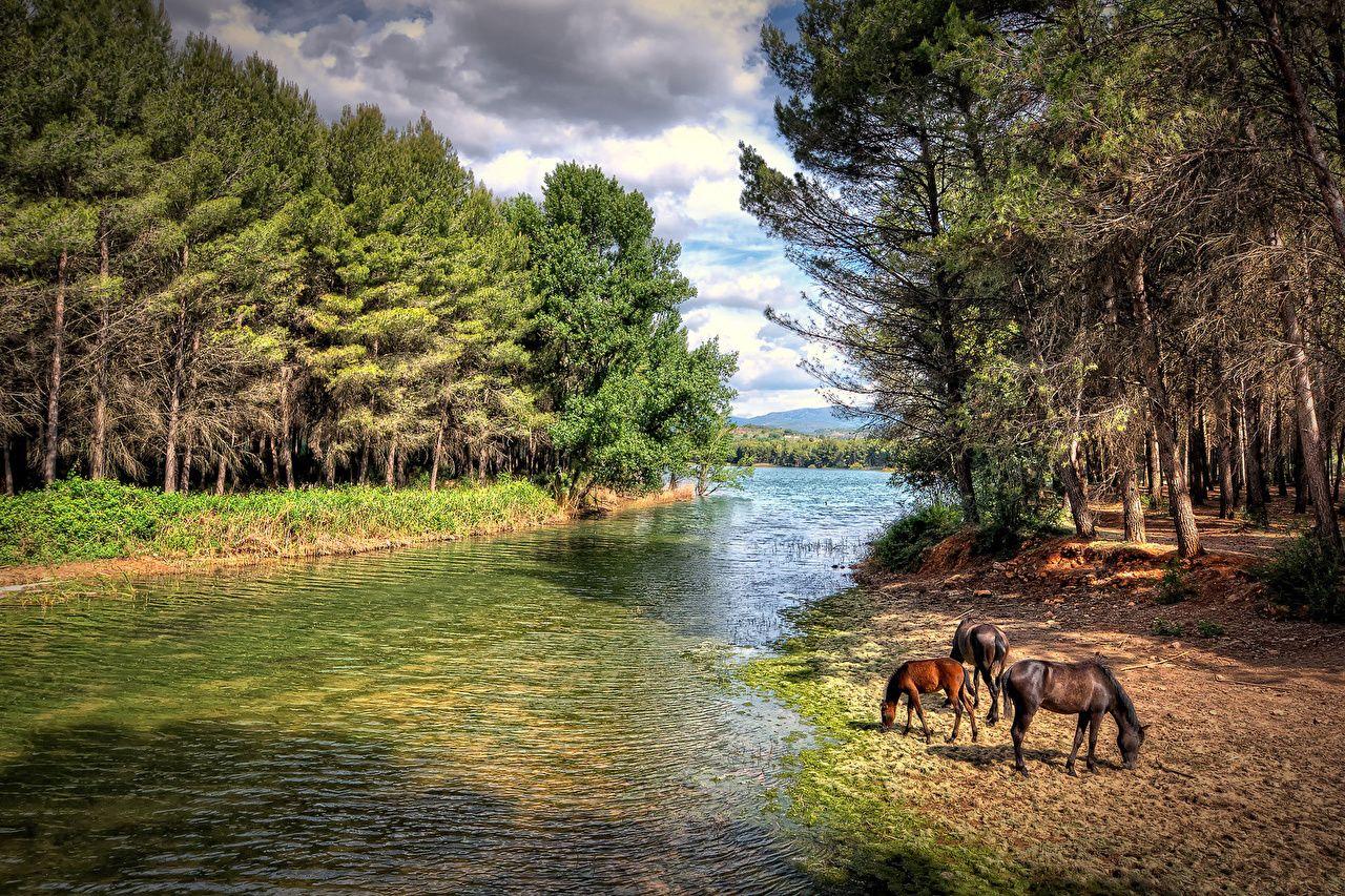 1280x853 Desktop Wallpaper horse forest Rivers animal