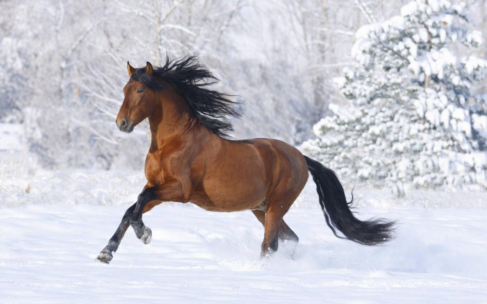 1920x1200 Would make a lovely computer background from Father Christmas FB. Horses in snow, Horse wallpaper, Horses