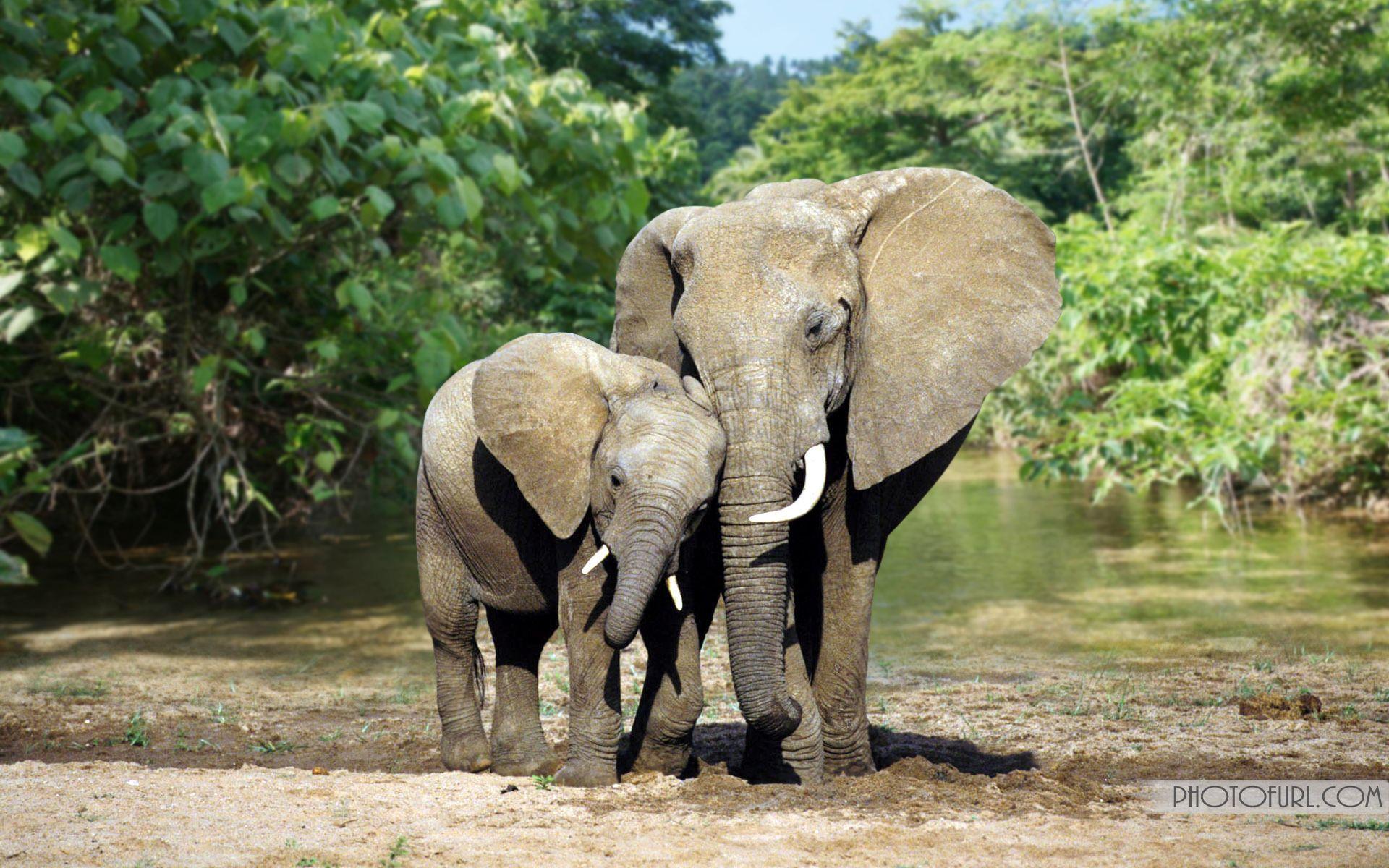 1920x1200 Wild Animals Wallpaper. Forest Animals Wallpaper Free Download