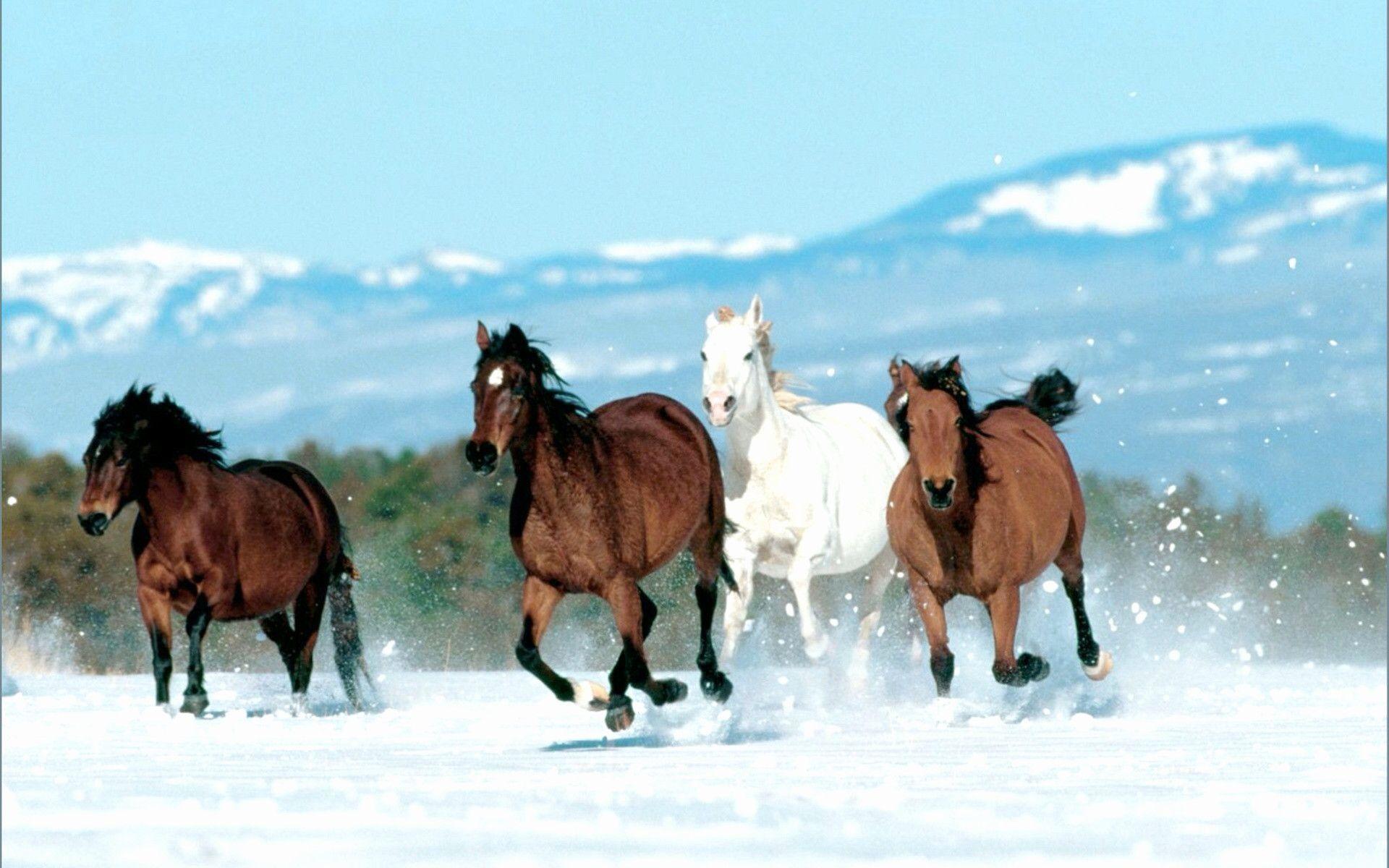 1920x1200 Quarter Horse Wallpaper