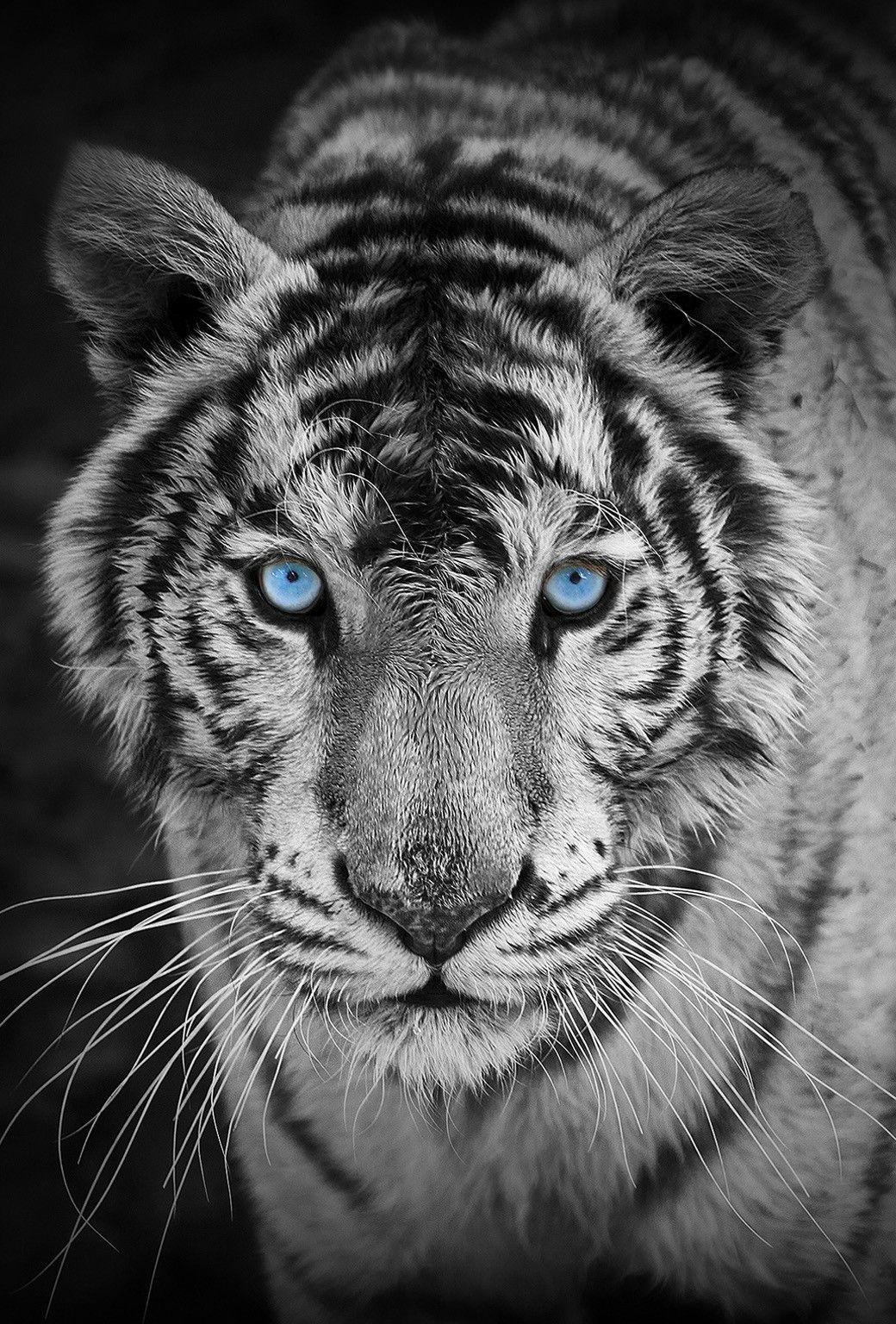 1040x1536 Wild Animals Wallpaper