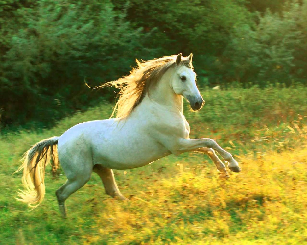 1280x1024 Cute Runing Horse Wallpaper