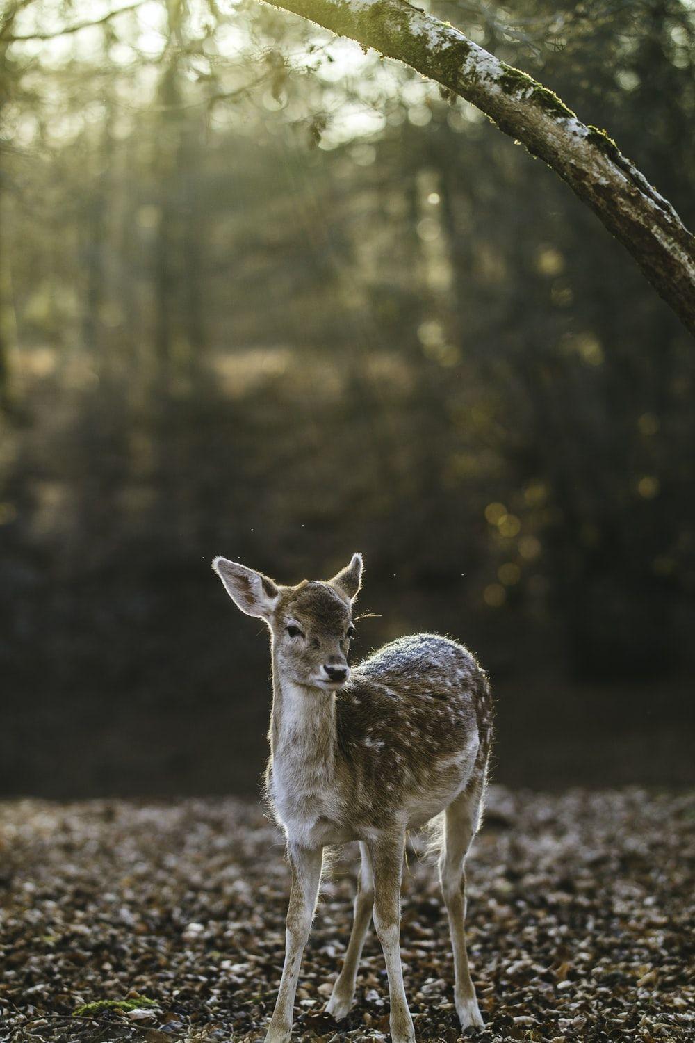 1000x1500 Forest Animal Picture. Download Free Image
