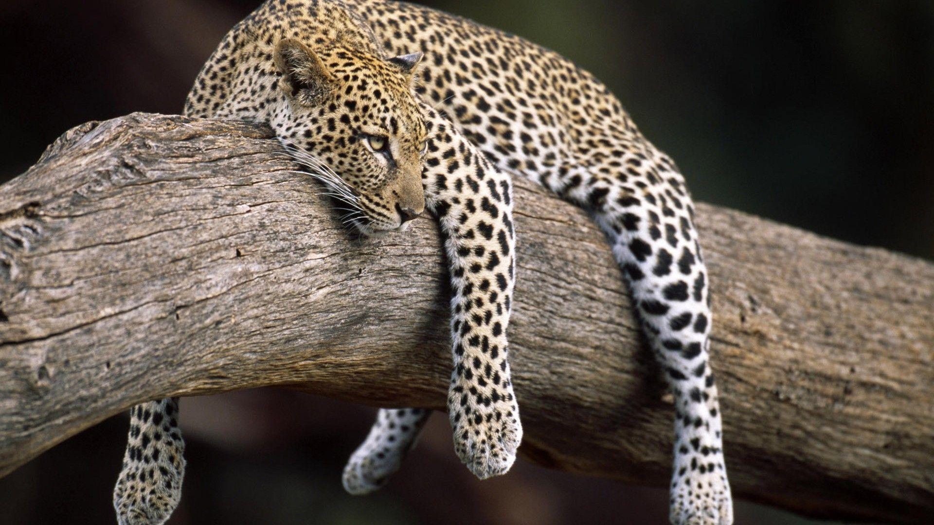 1920x1080 nature, Forest, Animals, Leopard Wallpaper HD / Desktop and Mobile Background