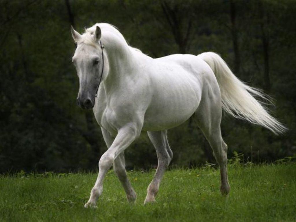 1024x768 Wallpaper Gallery: Beautiful Horse .wallpaper1z.